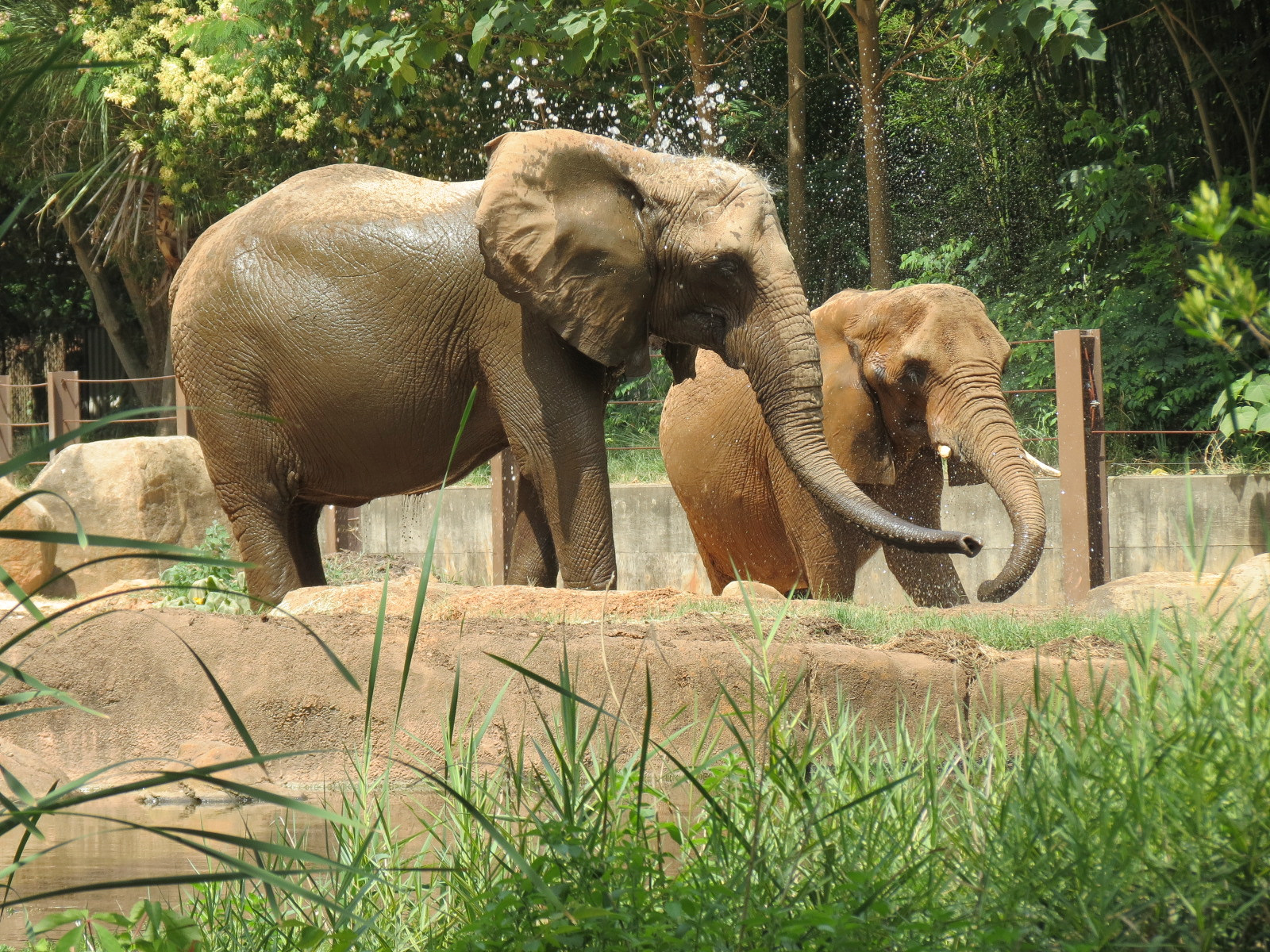 Ndoki Forest - African Elephant Exhibit (now empty after these photos were taken)
