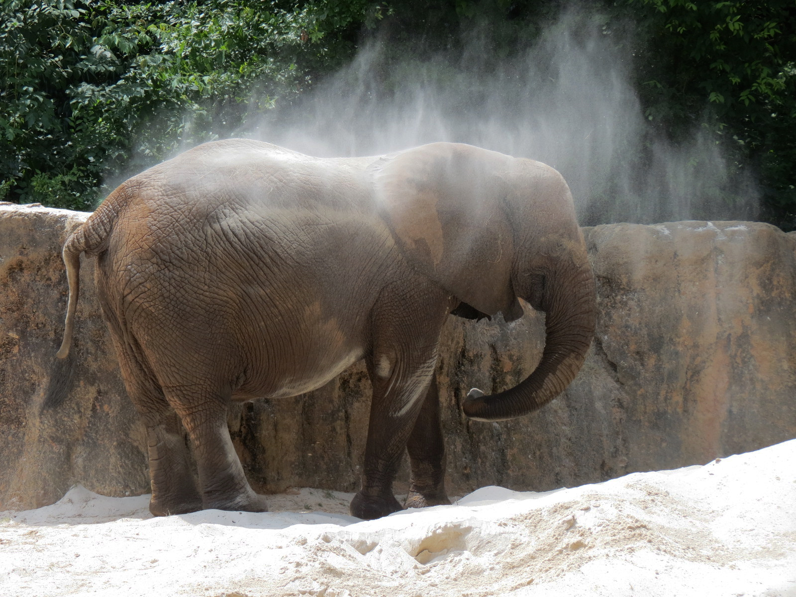 Ndoki Forest - African Elephant Exhibit (now empty after these photos were taken)