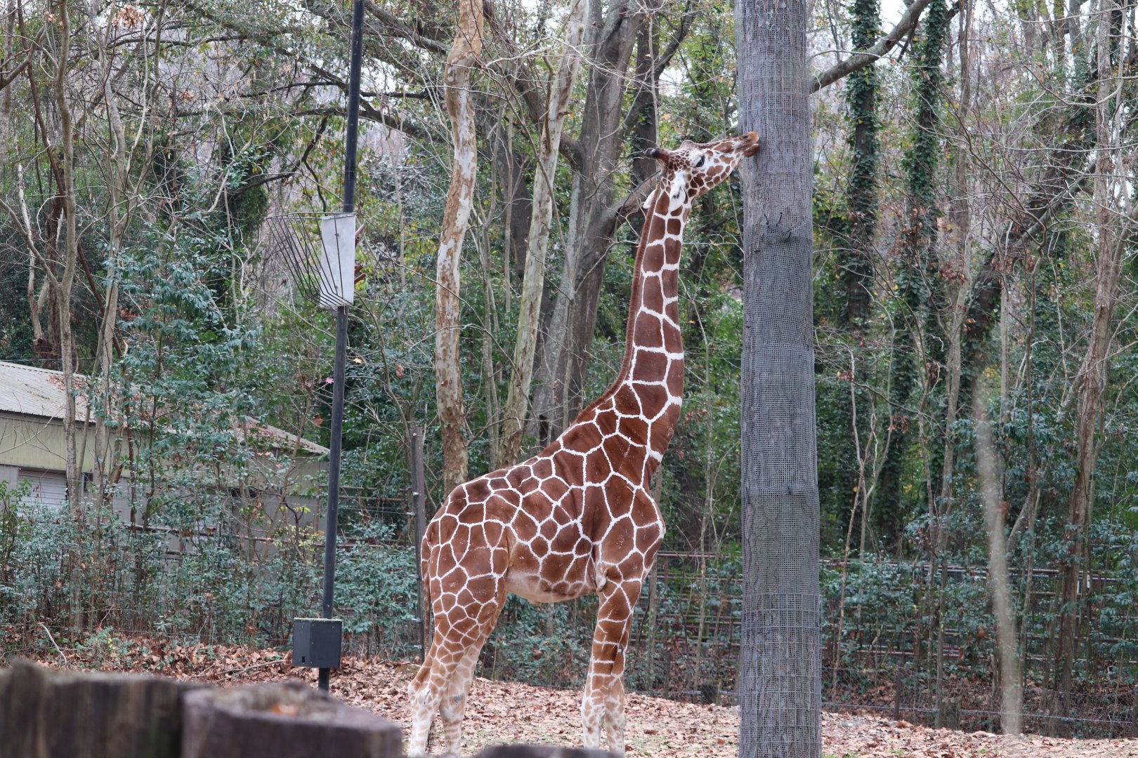 Ndoki Forest - Giraffe