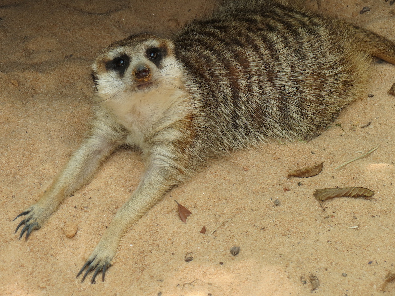 Ndoki Forest - Meerkat Exhibit