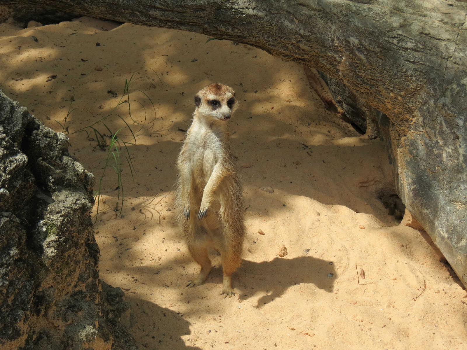 Ndoki Forest - Meerkat Exhibit
