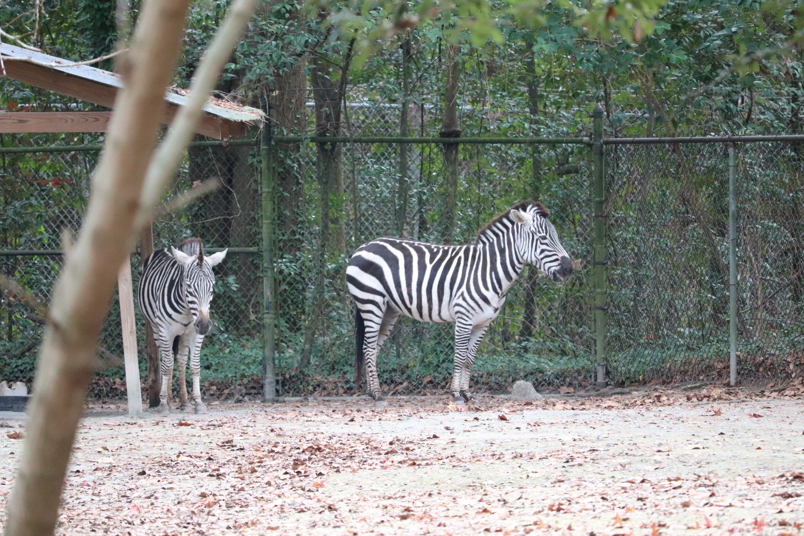 Ndoki Forest - Plains Zebra
