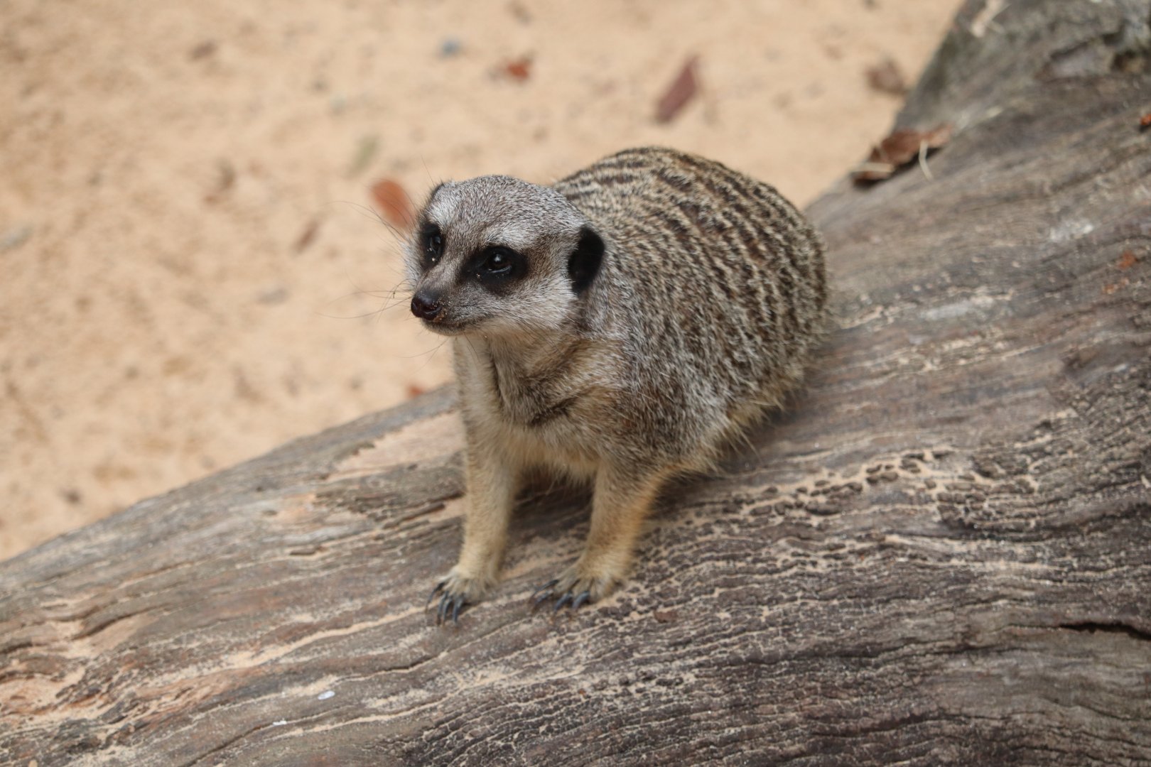 Ndoki Forest - Slender-Tailed Meerkat