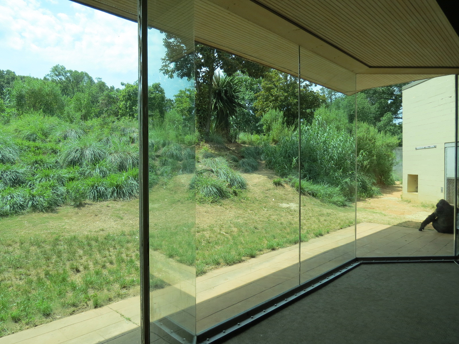 Ndoki Forest - Western Lowland Gorilla Exhibit - Gorilla Base Camp Viewing Building