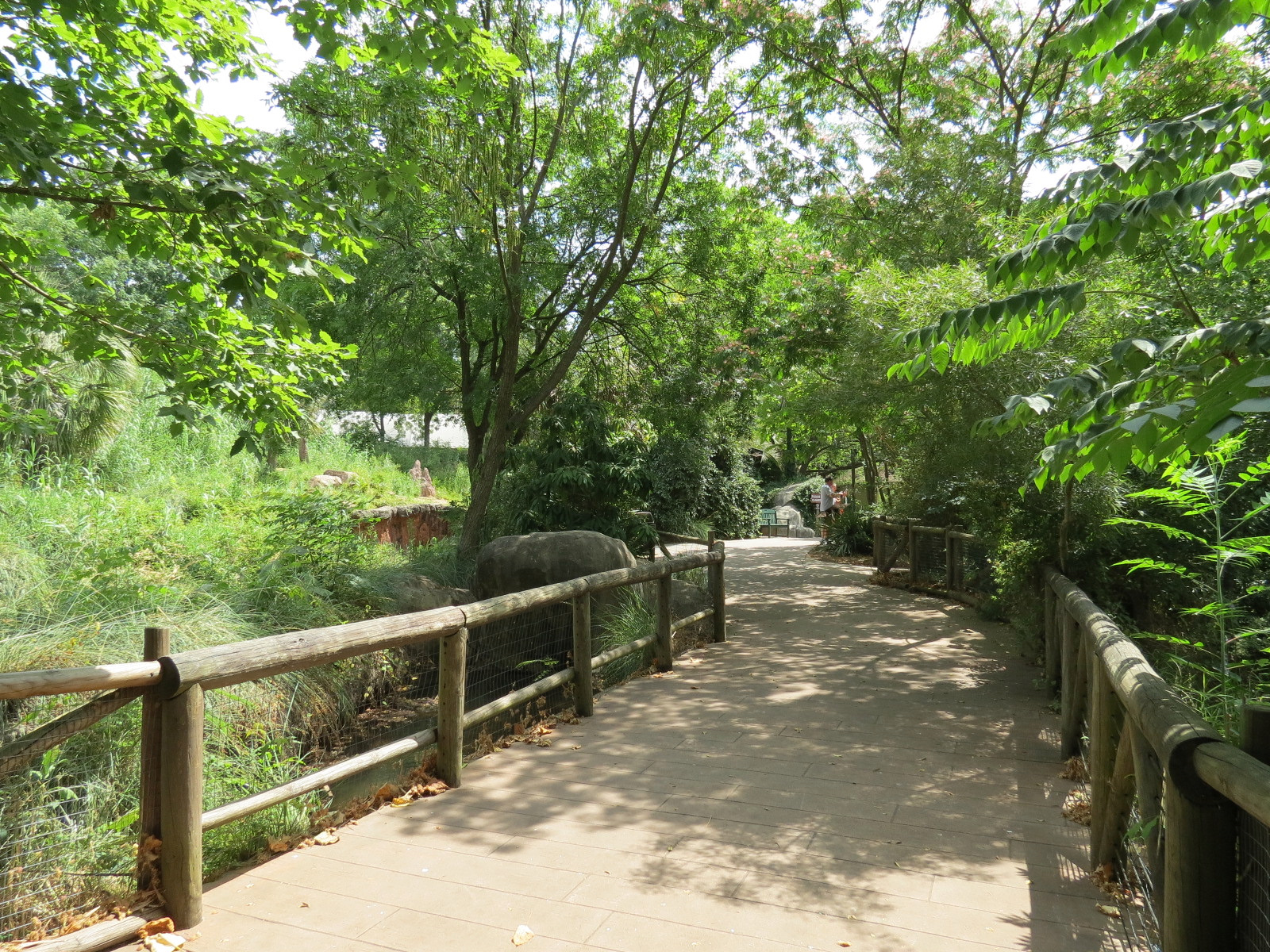 Ndoki Forest - Western Lowland Gorilla Exhibit - Viewing Area