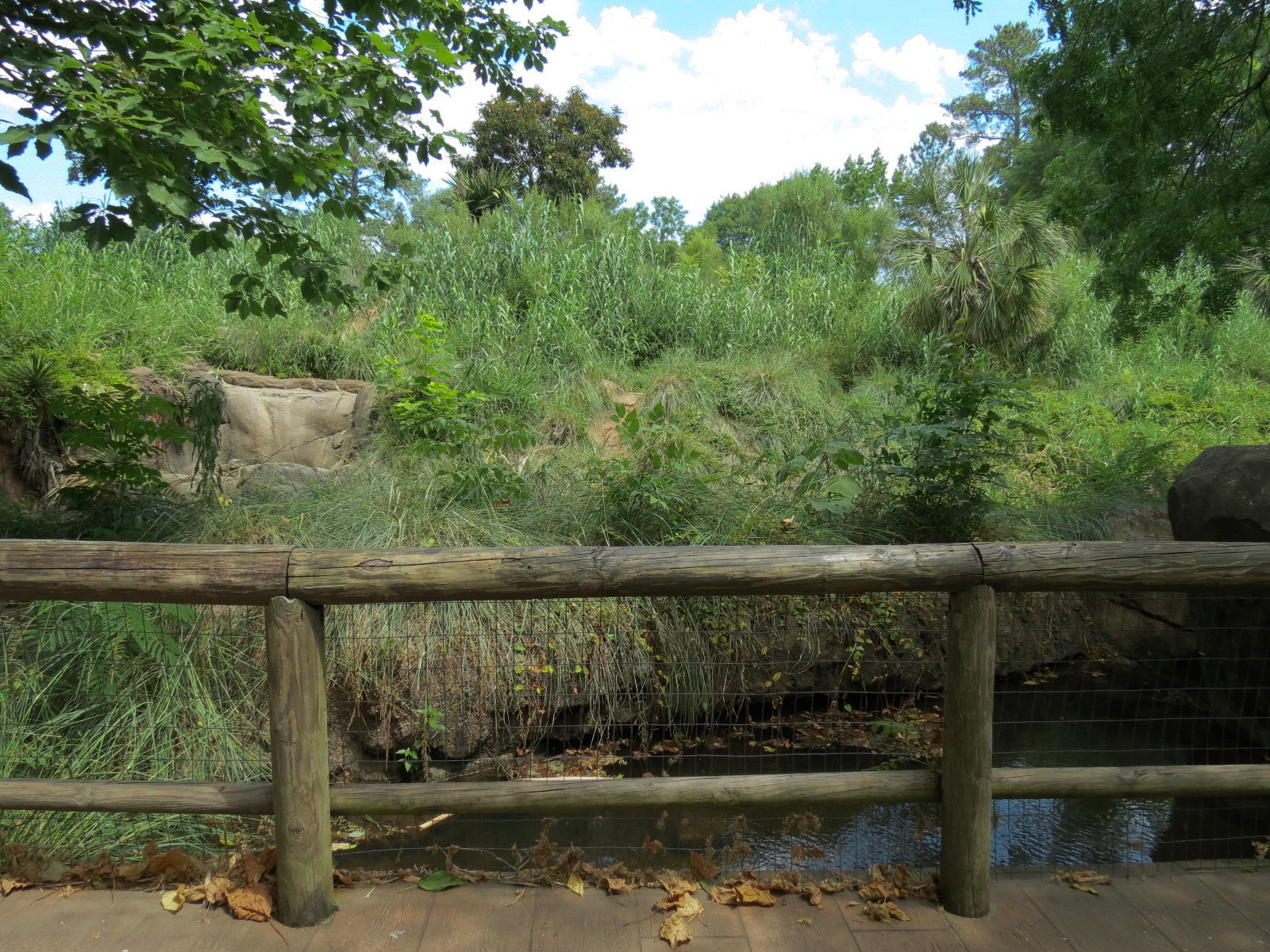 Ndoki Forest - Western Lowland Gorilla Exhibit - Viewing Area