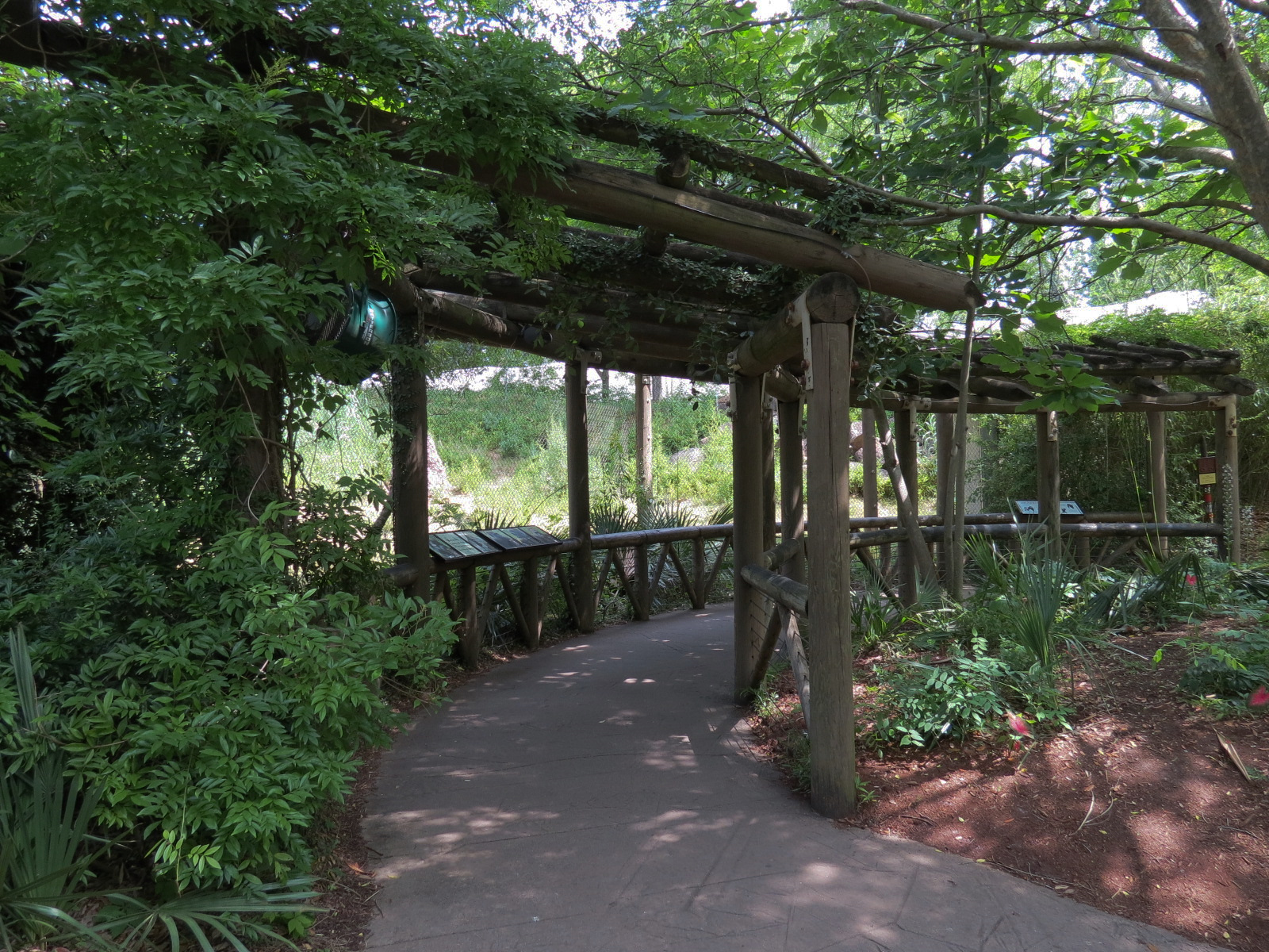 Ndoki Forest - Western Lowland Gorilla Exhibit - Viewing Area