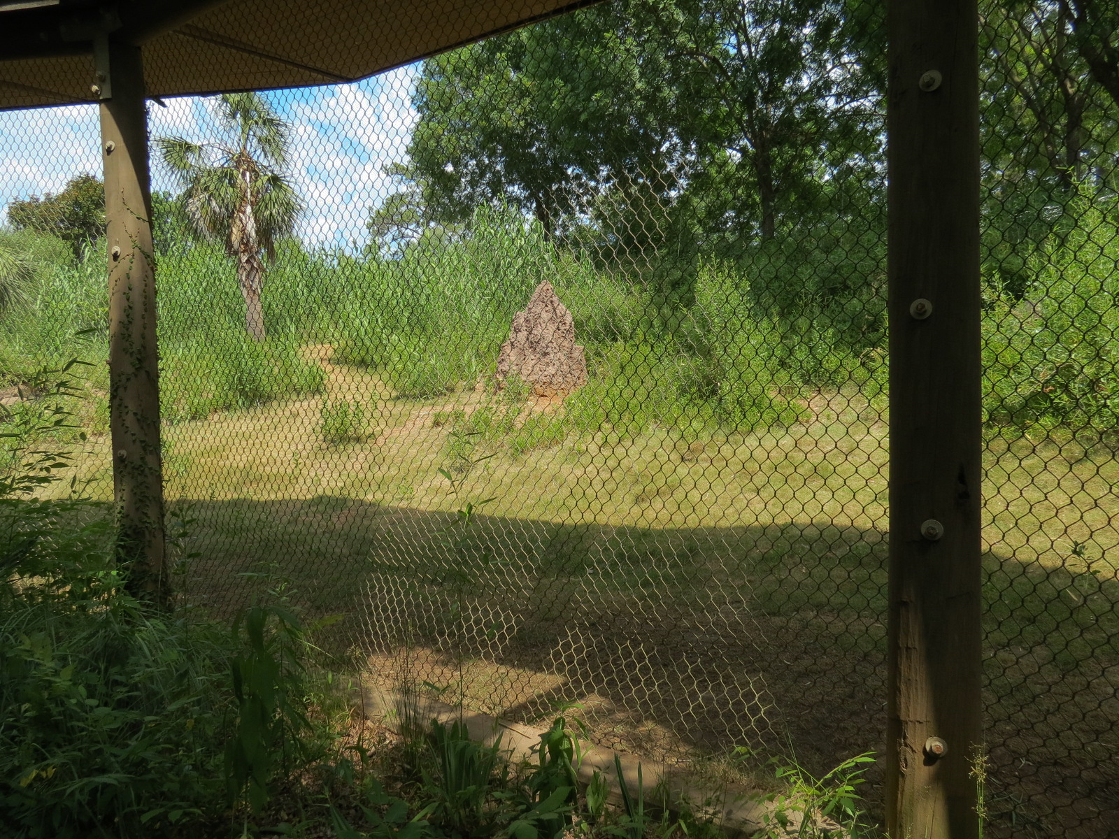 Ndoki Forest - Western Lowland Gorilla Exhibit