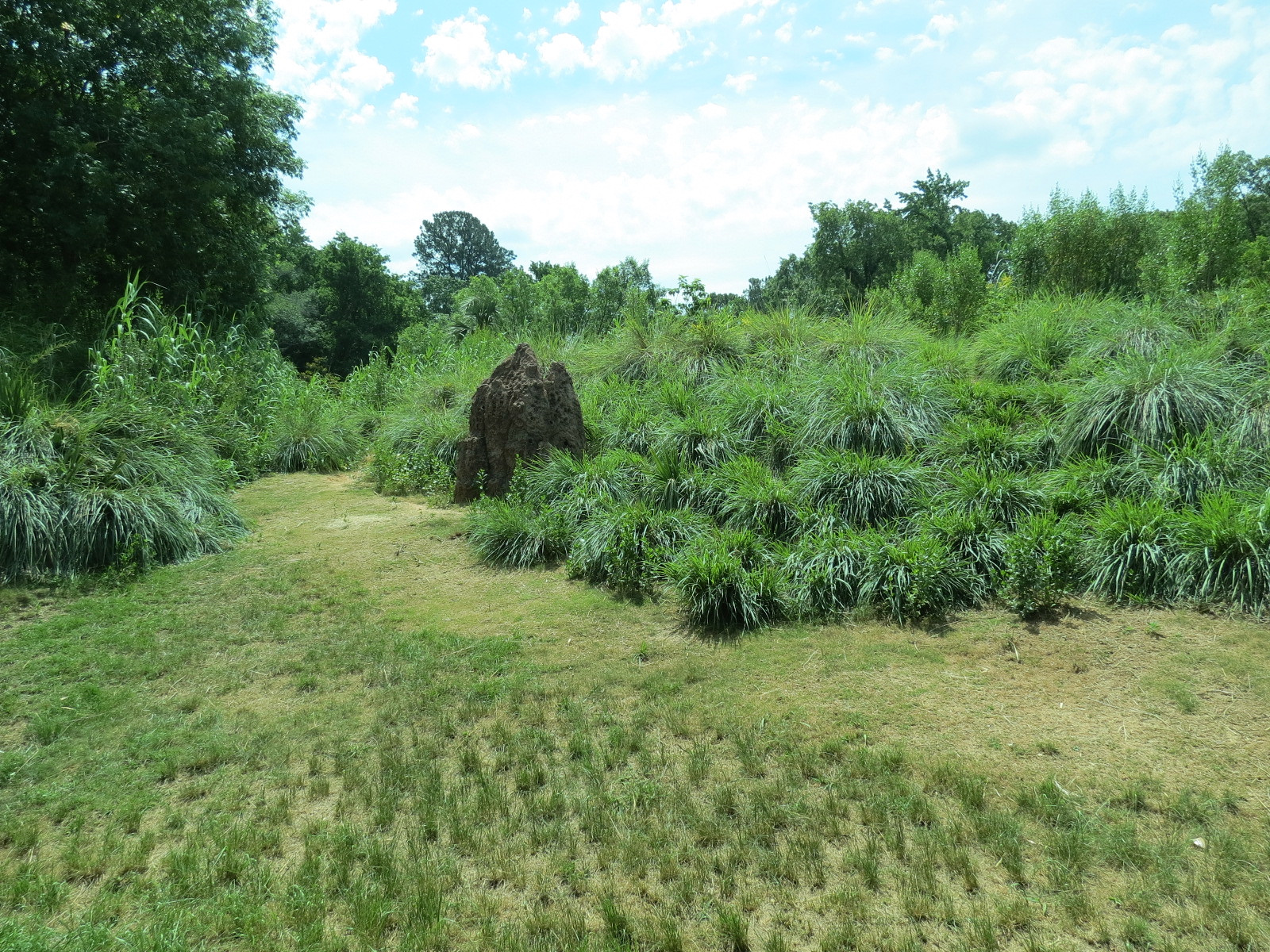 Ndoki Forest - Western Lowland Gorilla Exhibit