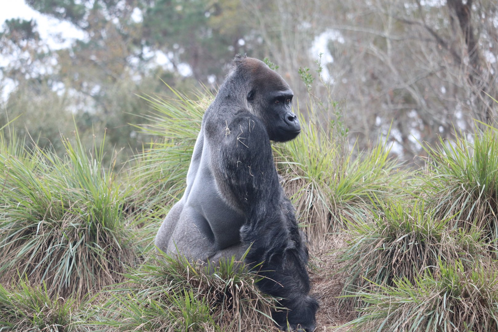 Ndoki Forest - Western Lowland Gorilla