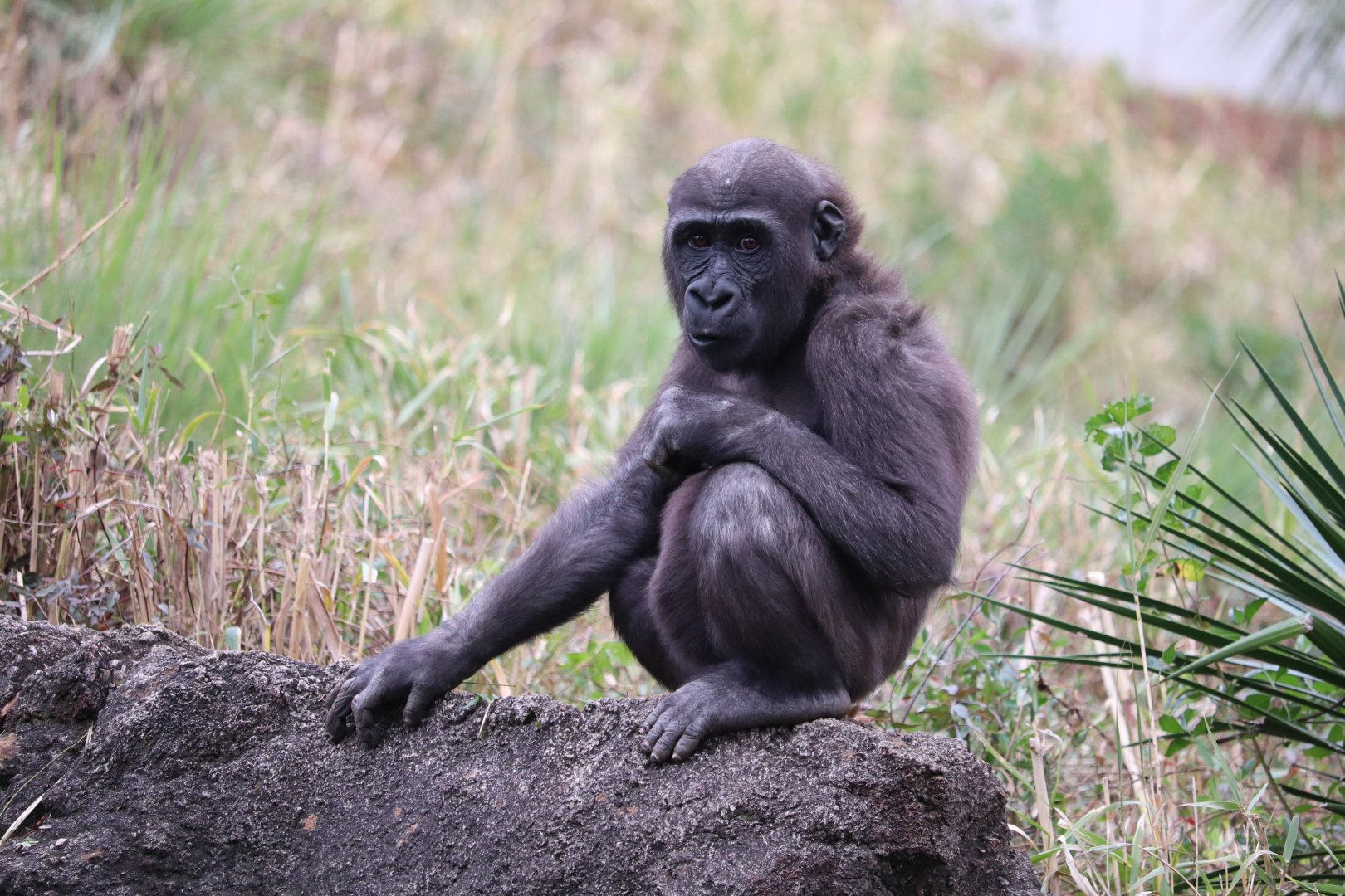 Ndoki Forest - Western Lowland Gorilla