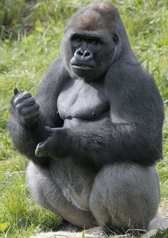 N'Dowe at the gorilla talk