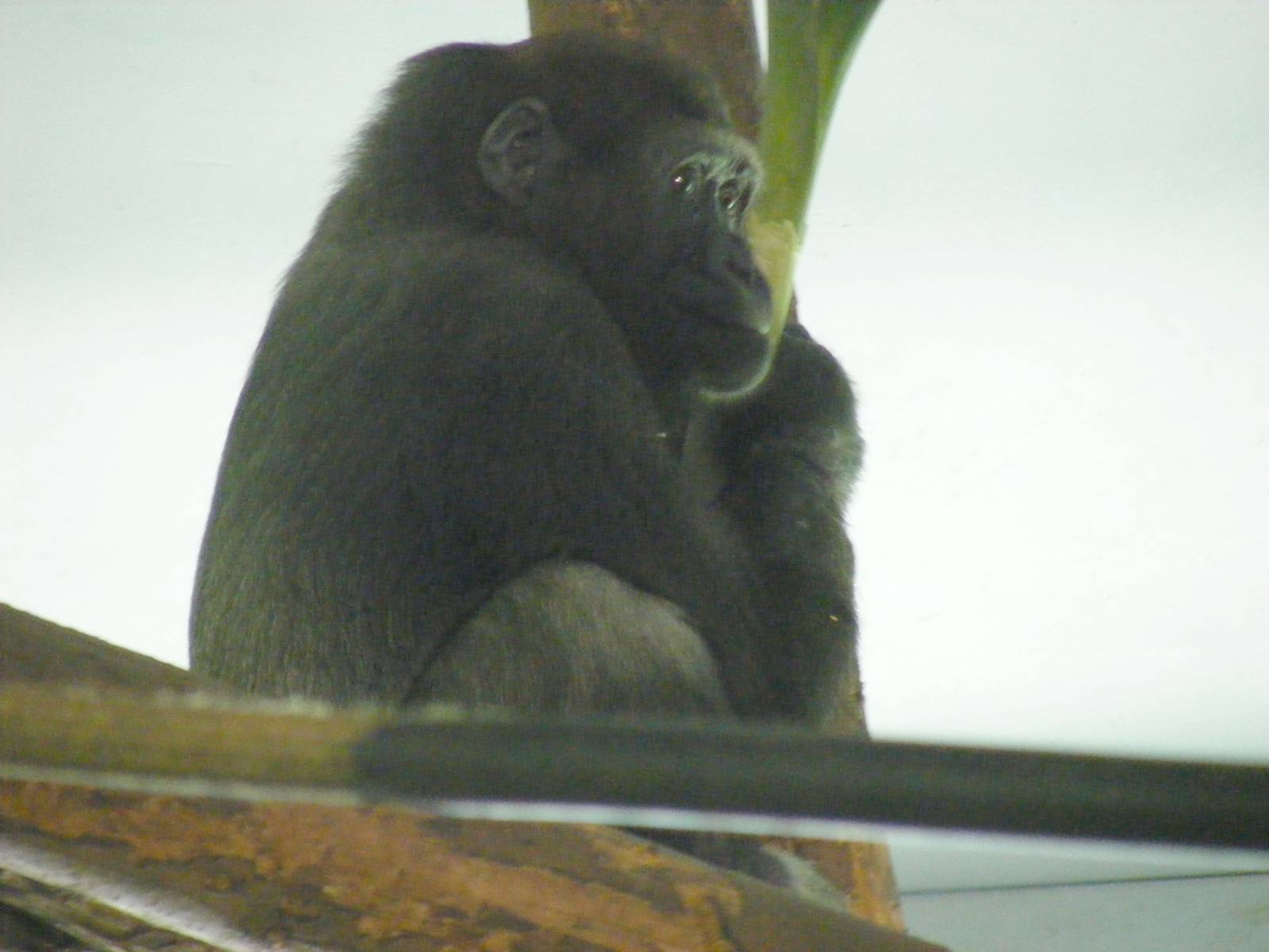 N'dowe the Gorilla at Paignton Zoo, 13 April 2009