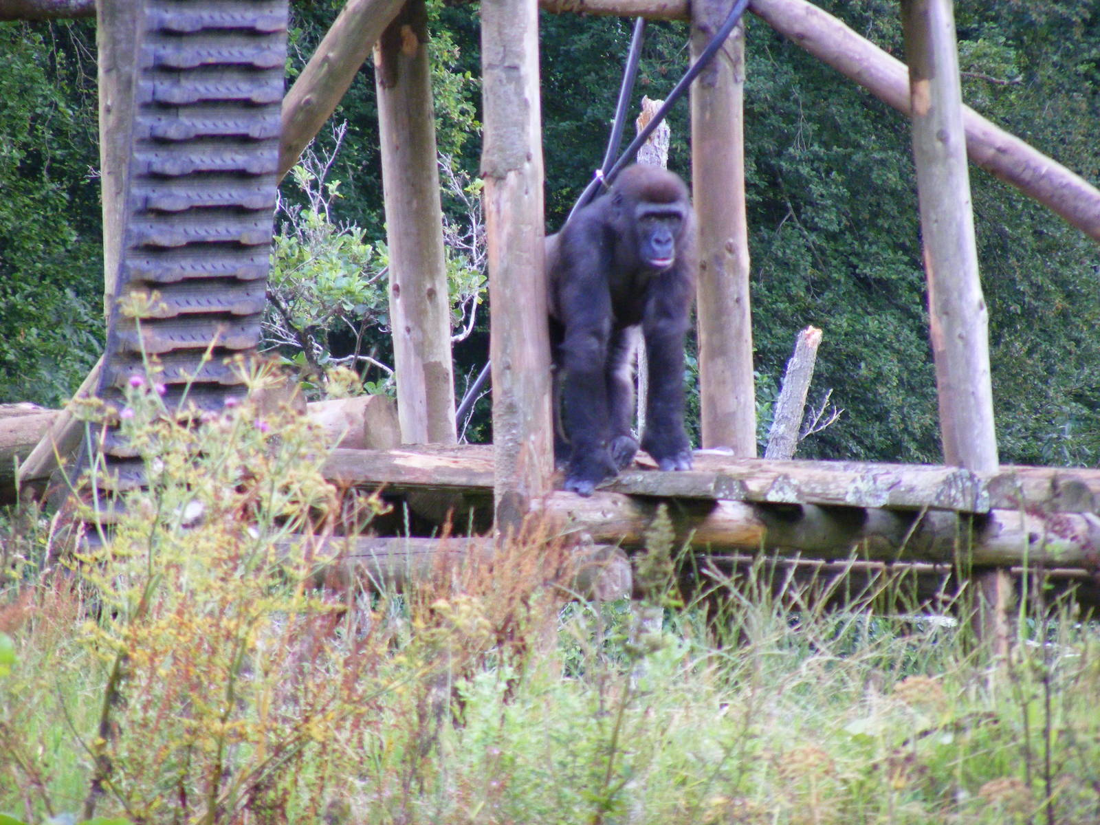 N'dowe the gorilla at Paignton Zoo, 2 August 2009