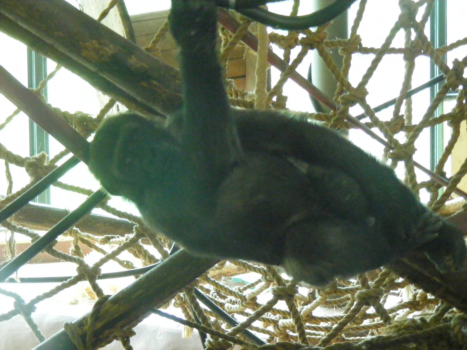 N'dowe the gorilla at Paignton Zoo, 2 August 2009