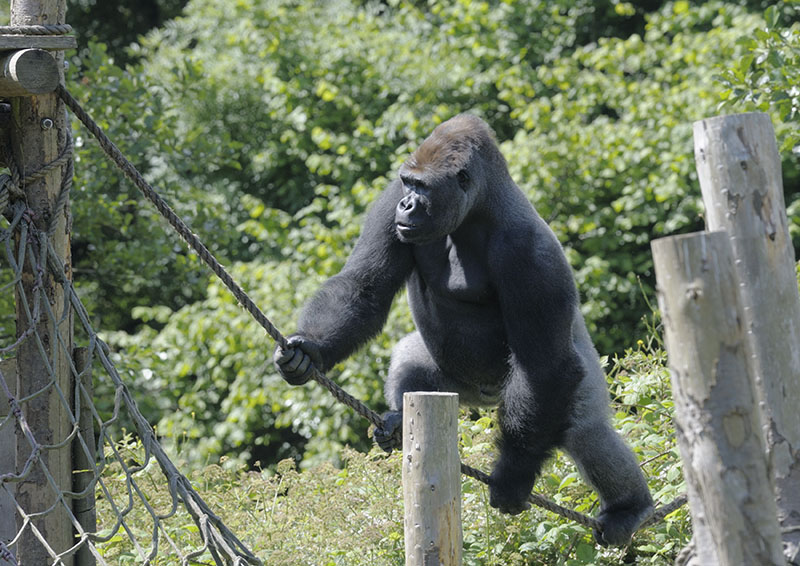 N'Dowe walks the tightrope