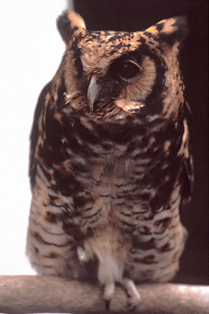 Nduk Eagle Owl 1974