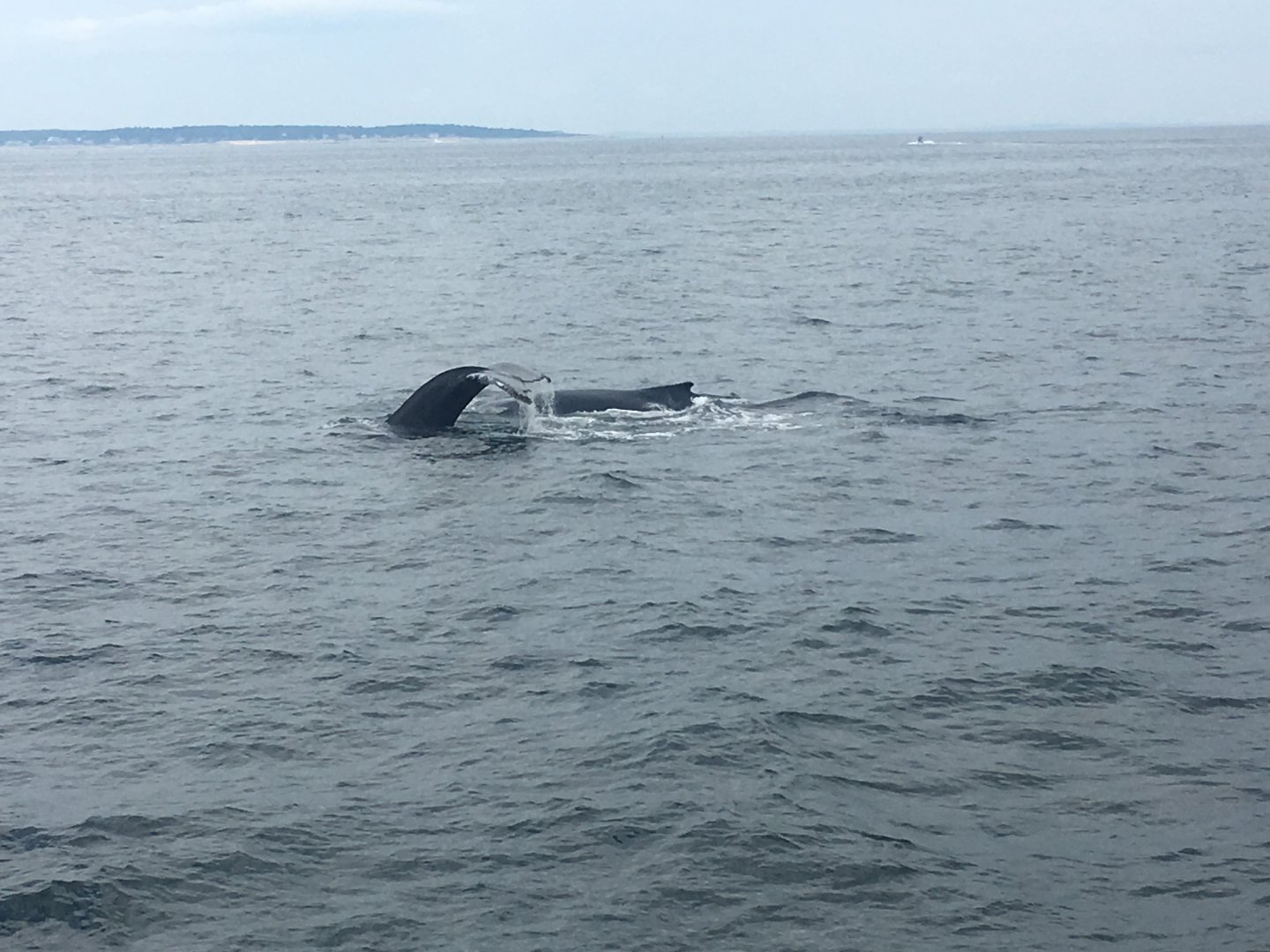 NE Aquarium Whale Watching