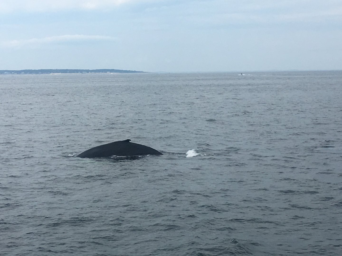 NE Aquarium Whale Watching