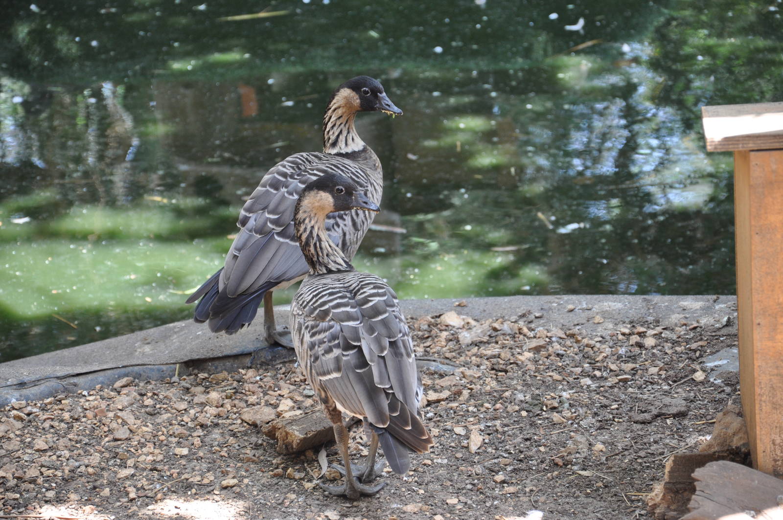 Ne-ne/ Branta sandvicensis