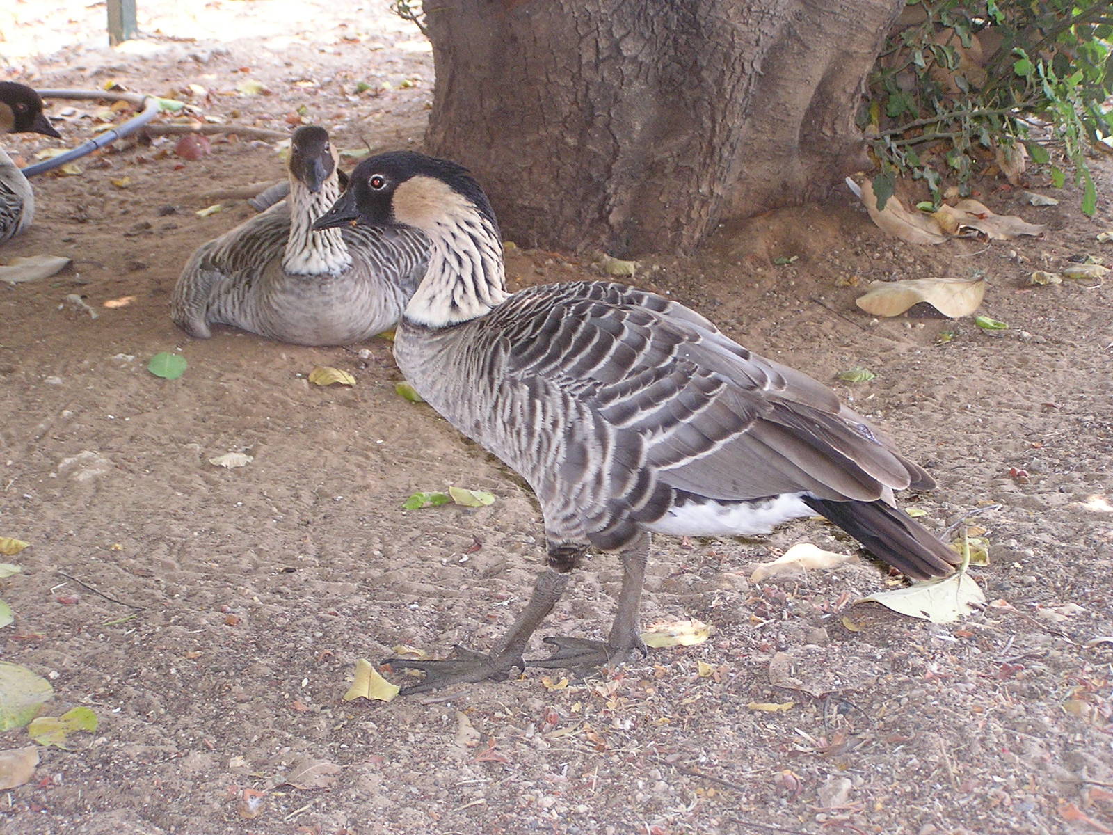 Ne-ne/ Branta sandvicensis