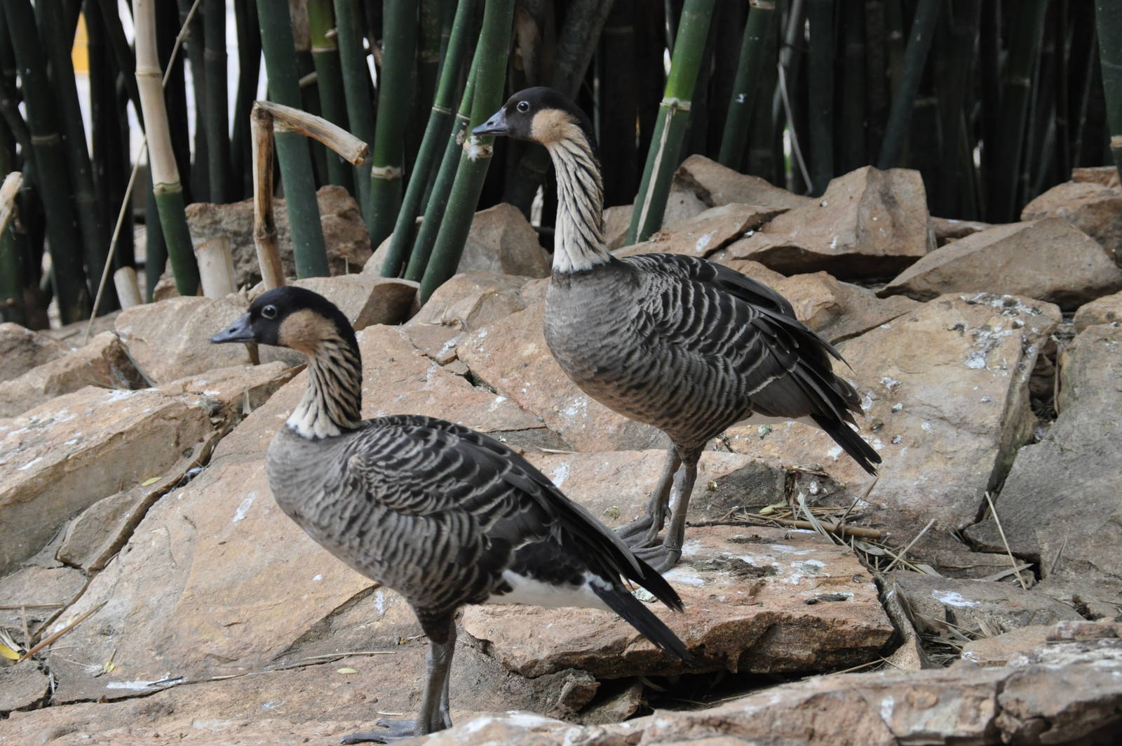 Ne-ne/ Branta sandvicensis