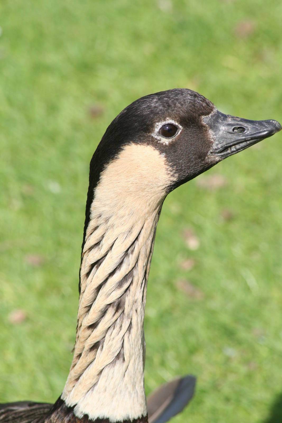 Ne-ne   Castle Espie 08