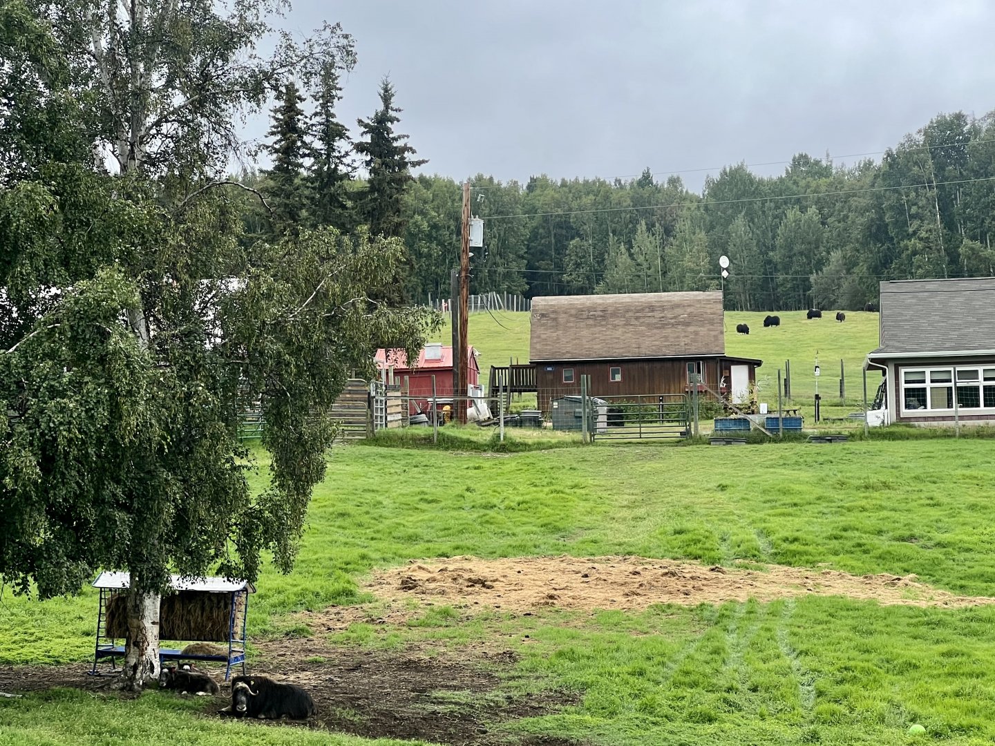 Near cows and calves, far additional paddocks