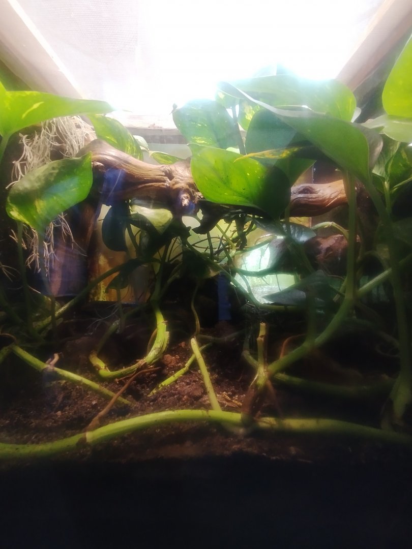 Near-eastern Fire Salamander & Middle Eastern Tree Frog