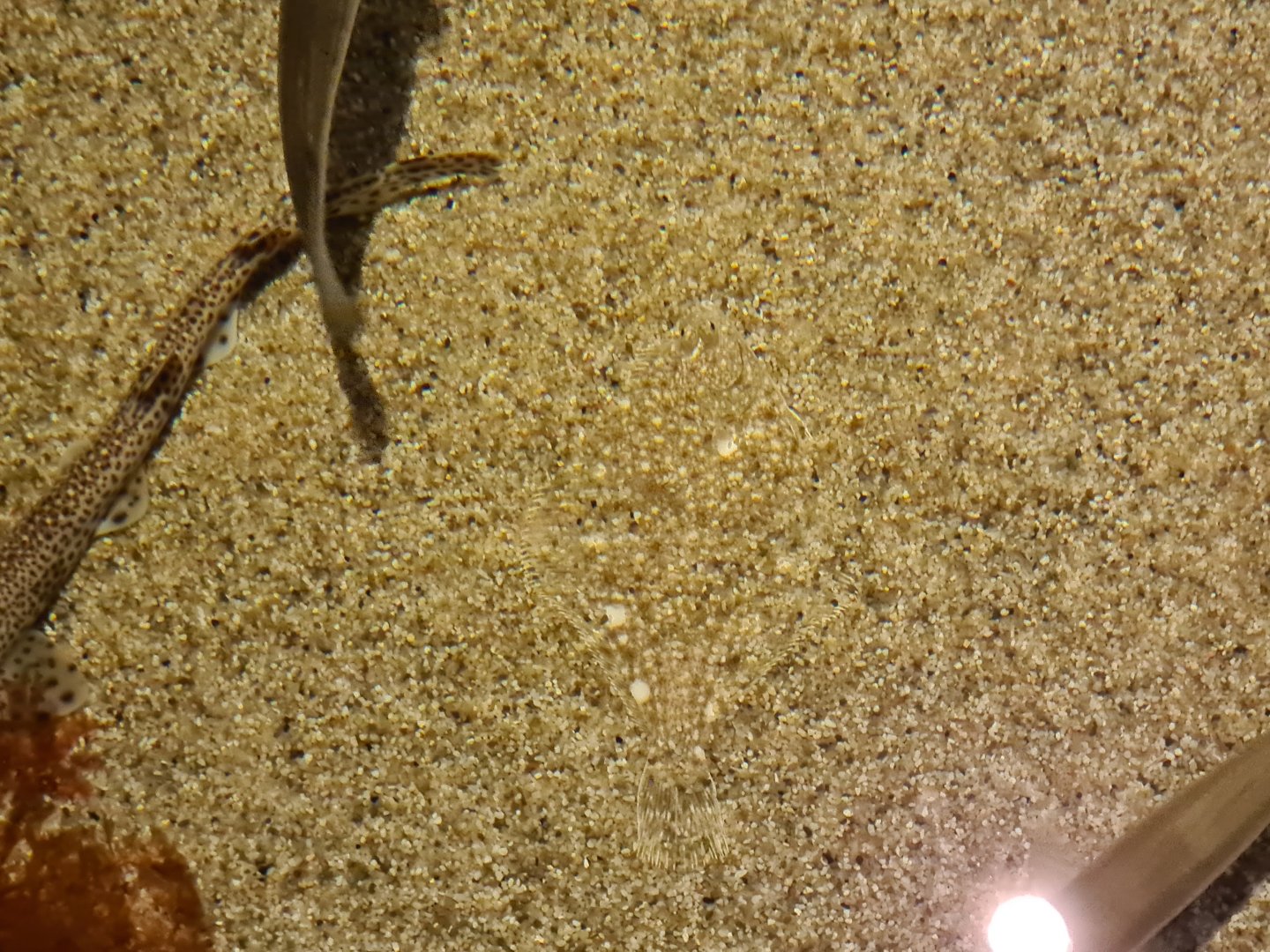 Near-invisible flatfish in Wadden tank