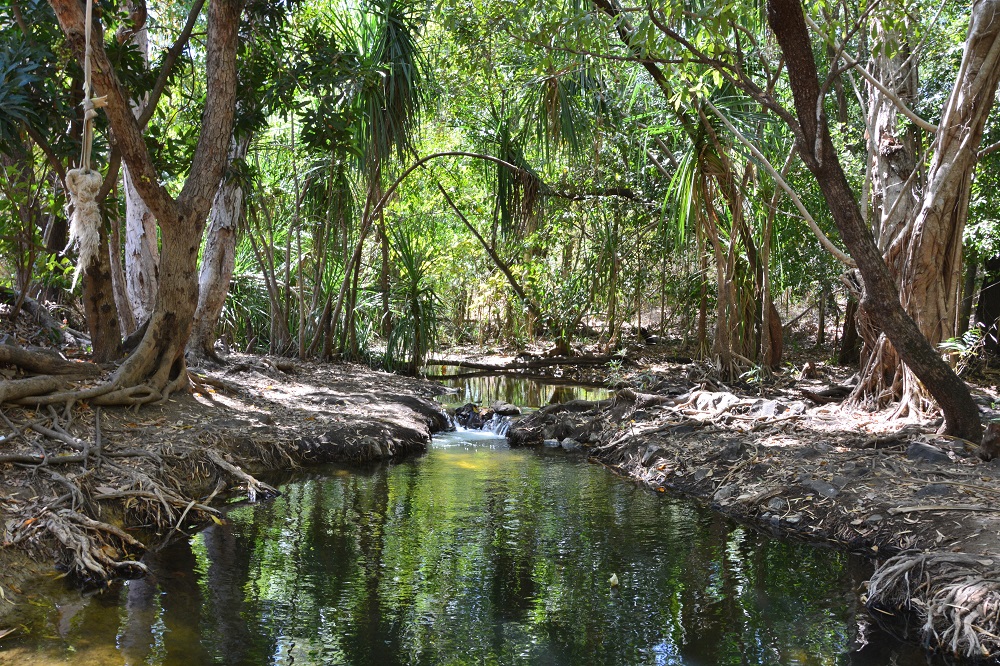 Near Mataranka thermal springs.  NT