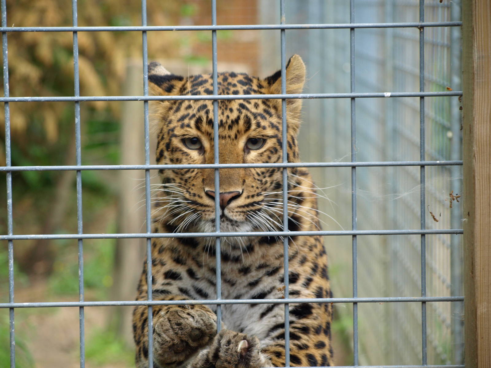 Near to the chinese leopard