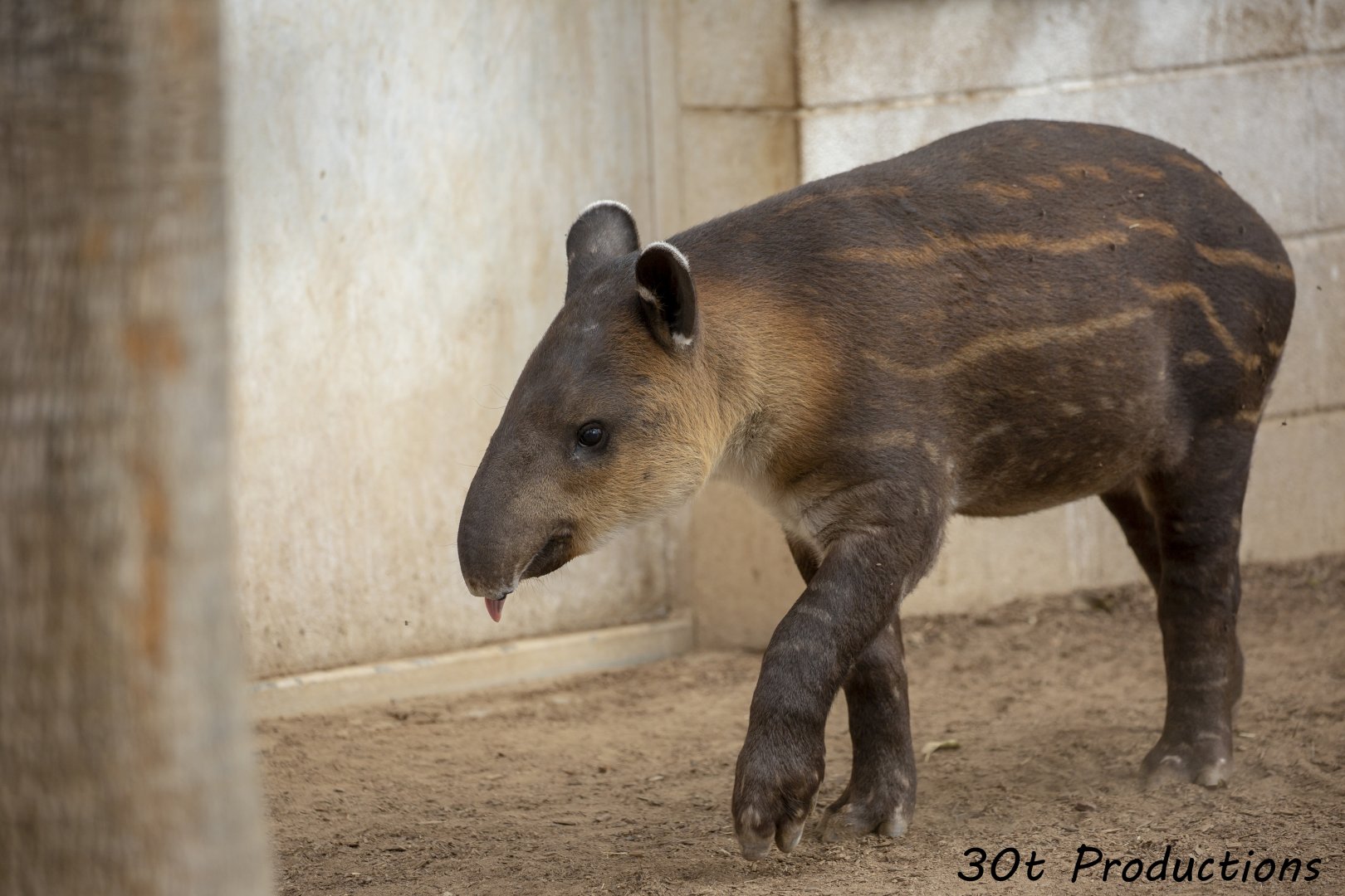 Nearly 4 month old Baird's Tapir