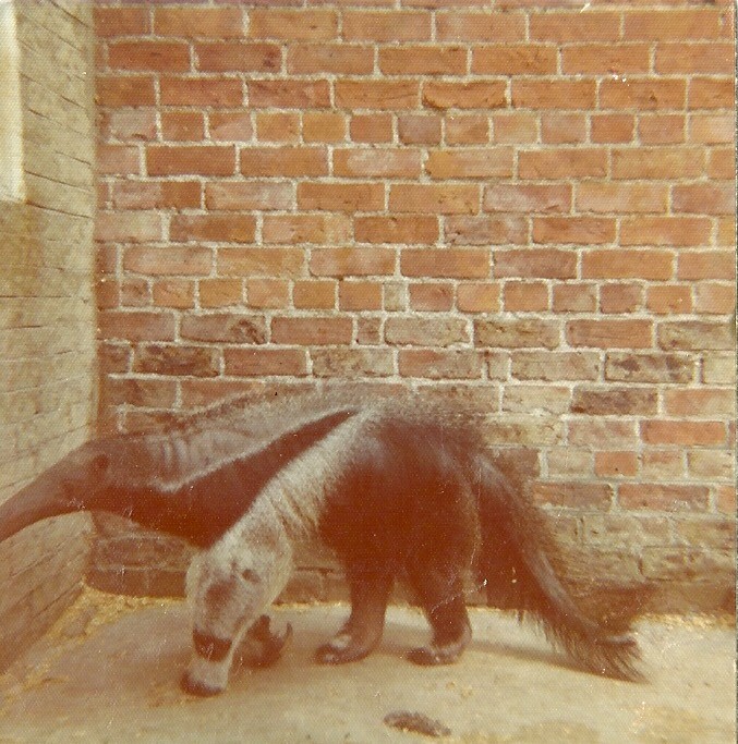 Nearly all of a Giant Anteater 1976