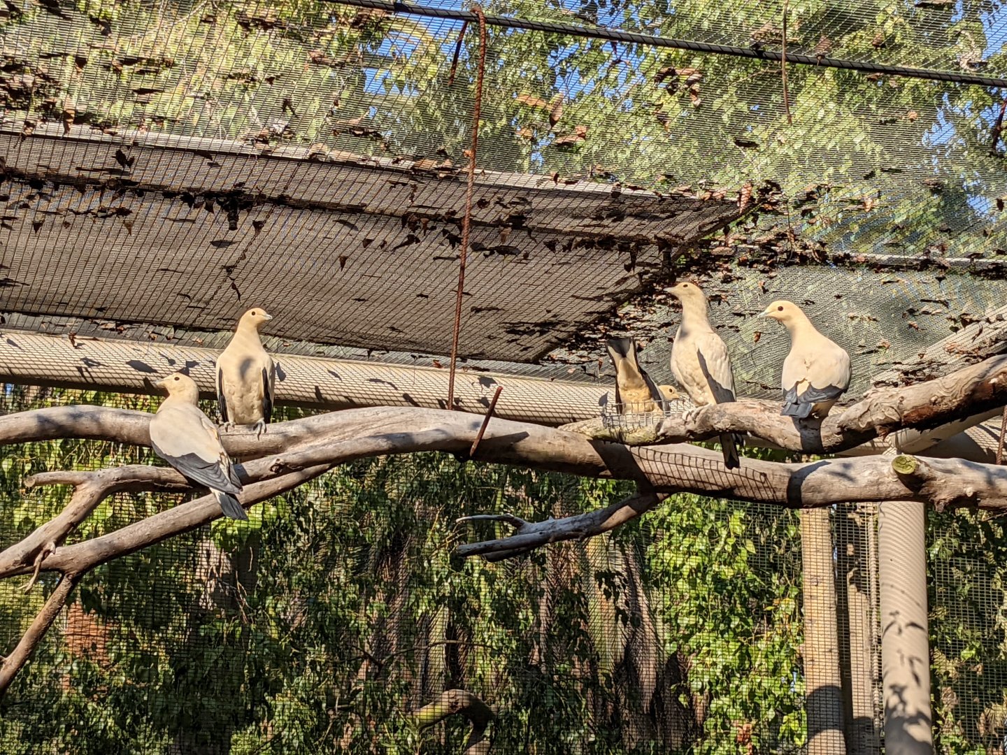 Nearly All the Zoo's Pied Imperial-Pigeons Together
