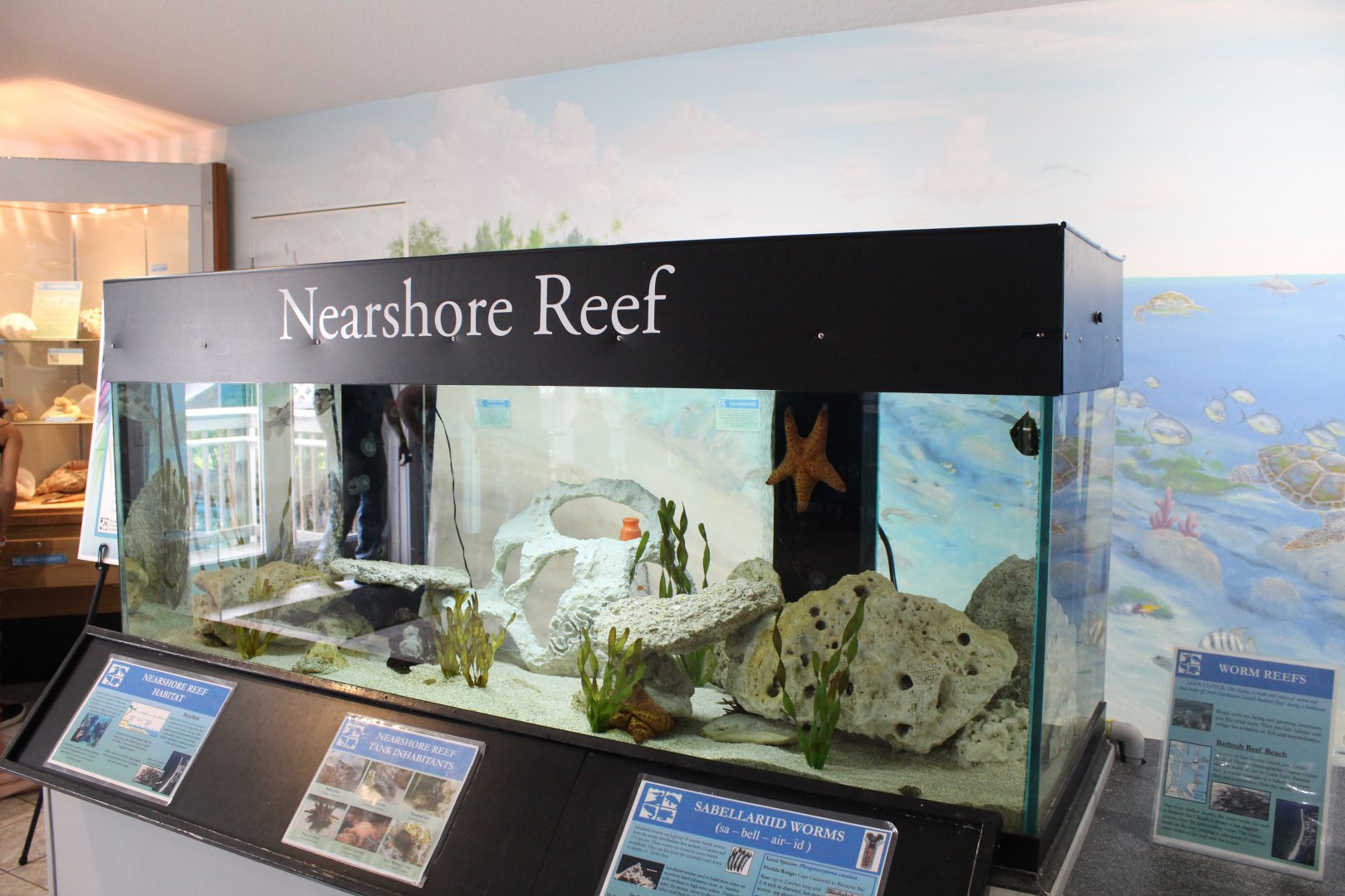 Nearshore Reef Tank