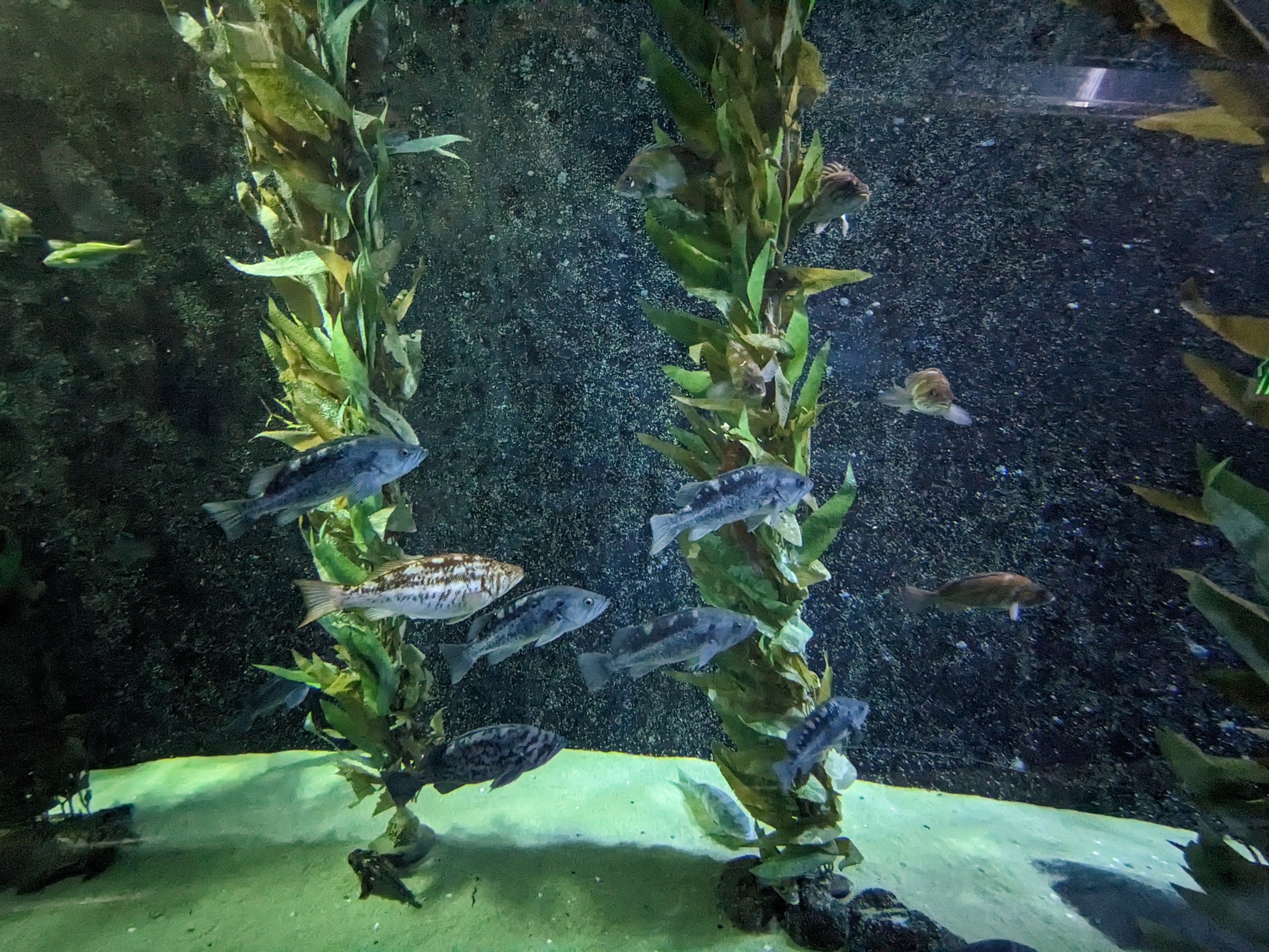 Nearshore Waters - rockfish