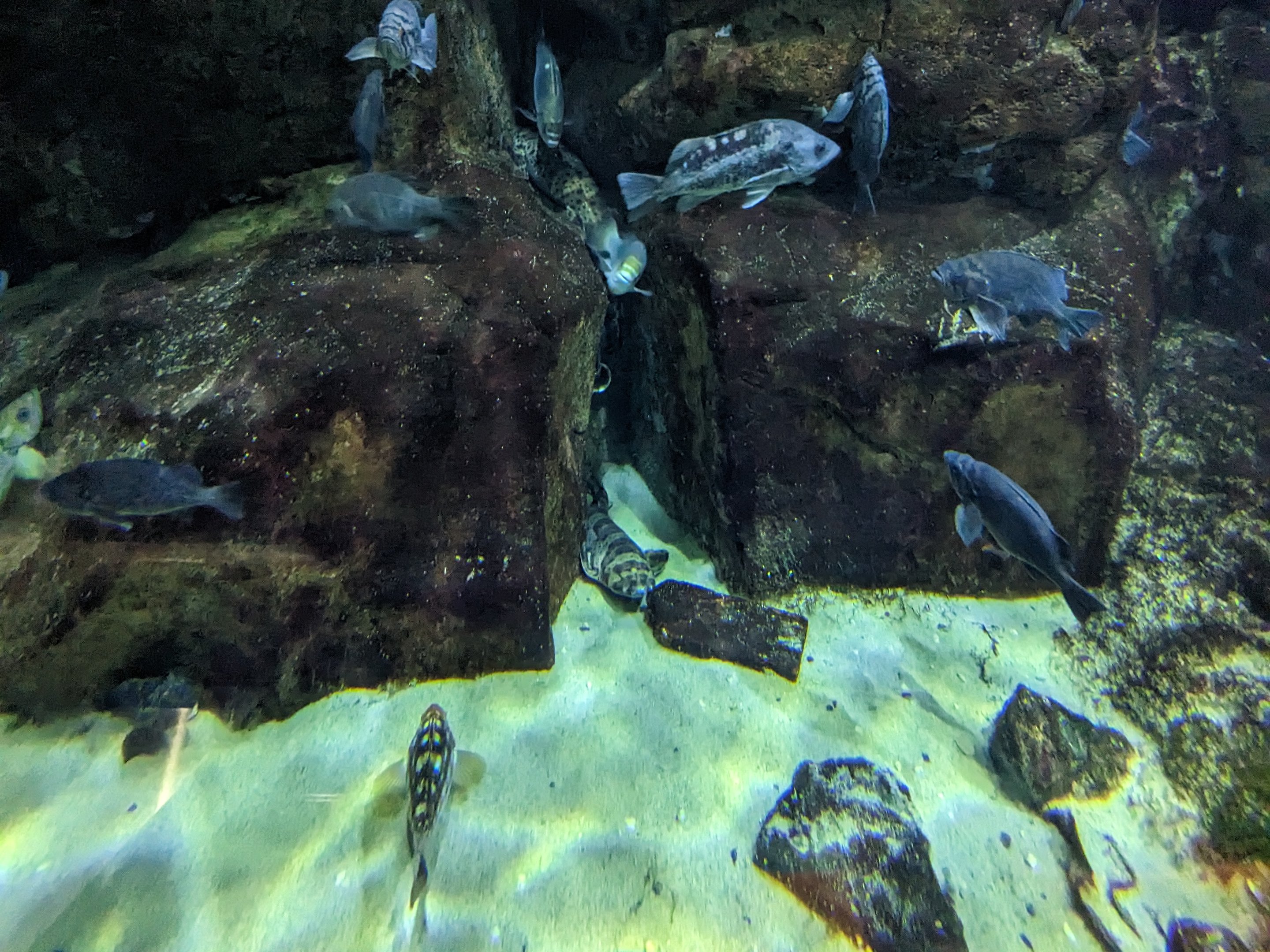 Nearshore Waters - swellshark