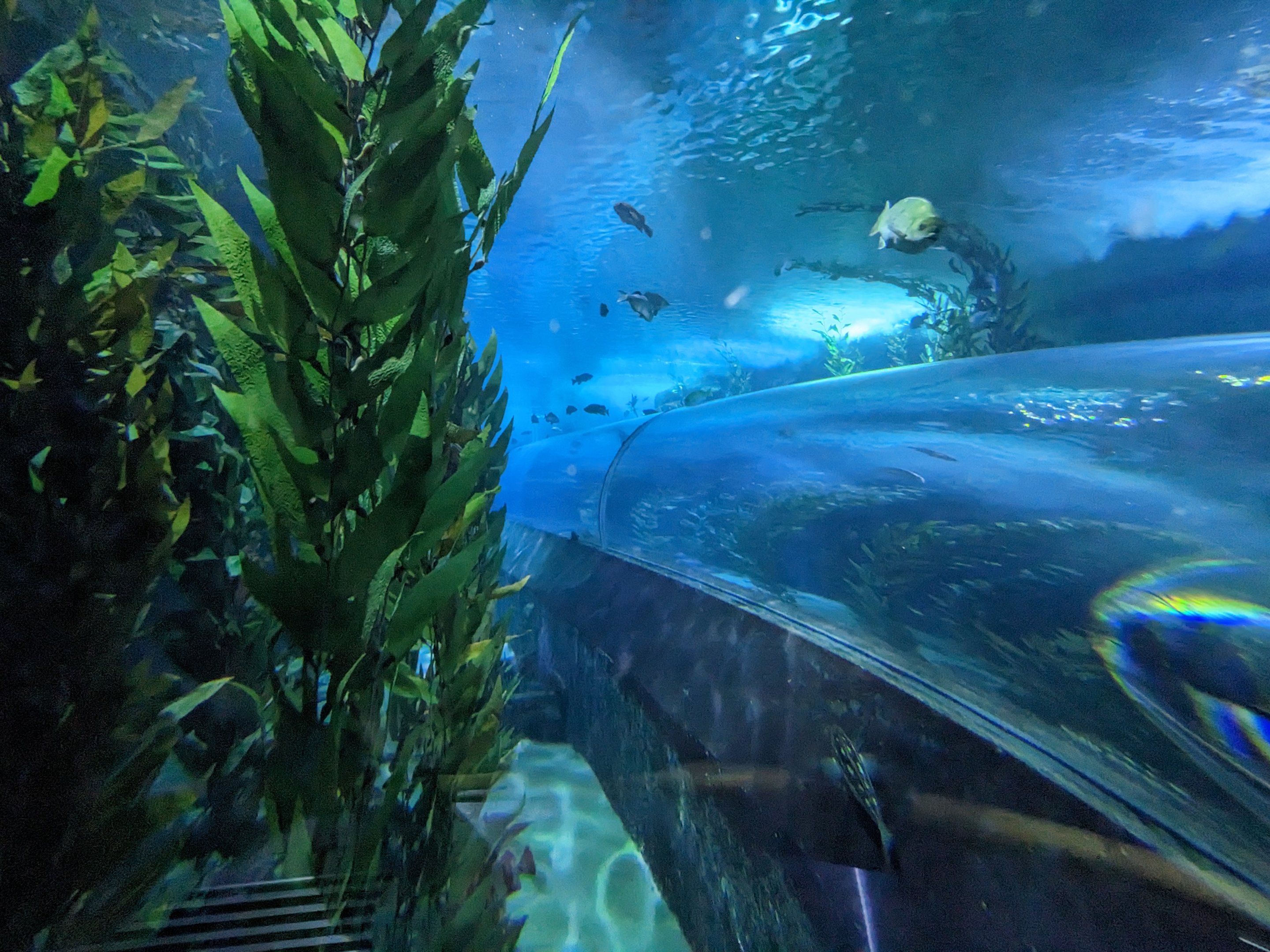 Nearshore Waters - Tunnel