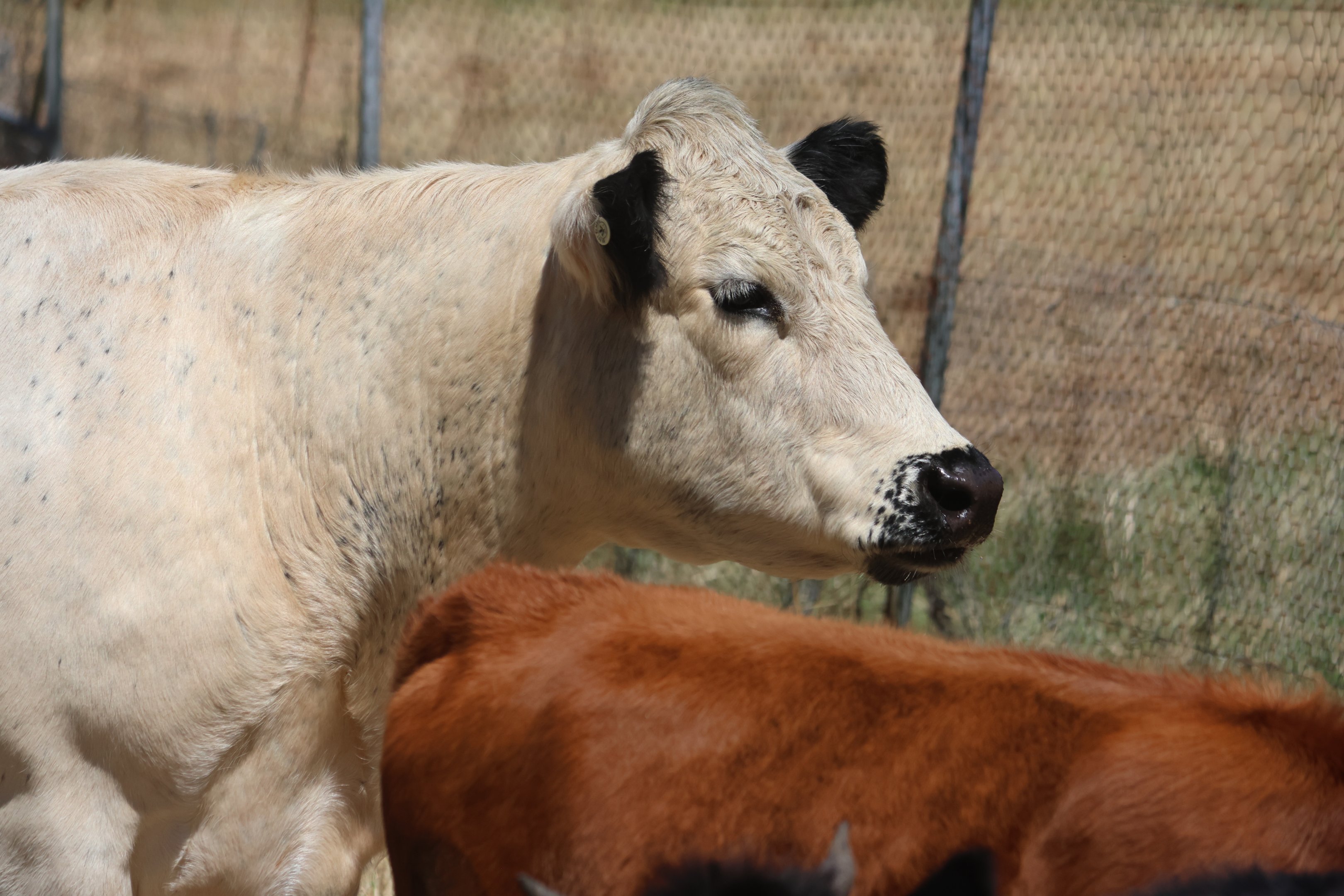 Neat (Bos taurus), Bluebank Blueberry & Emu Farm