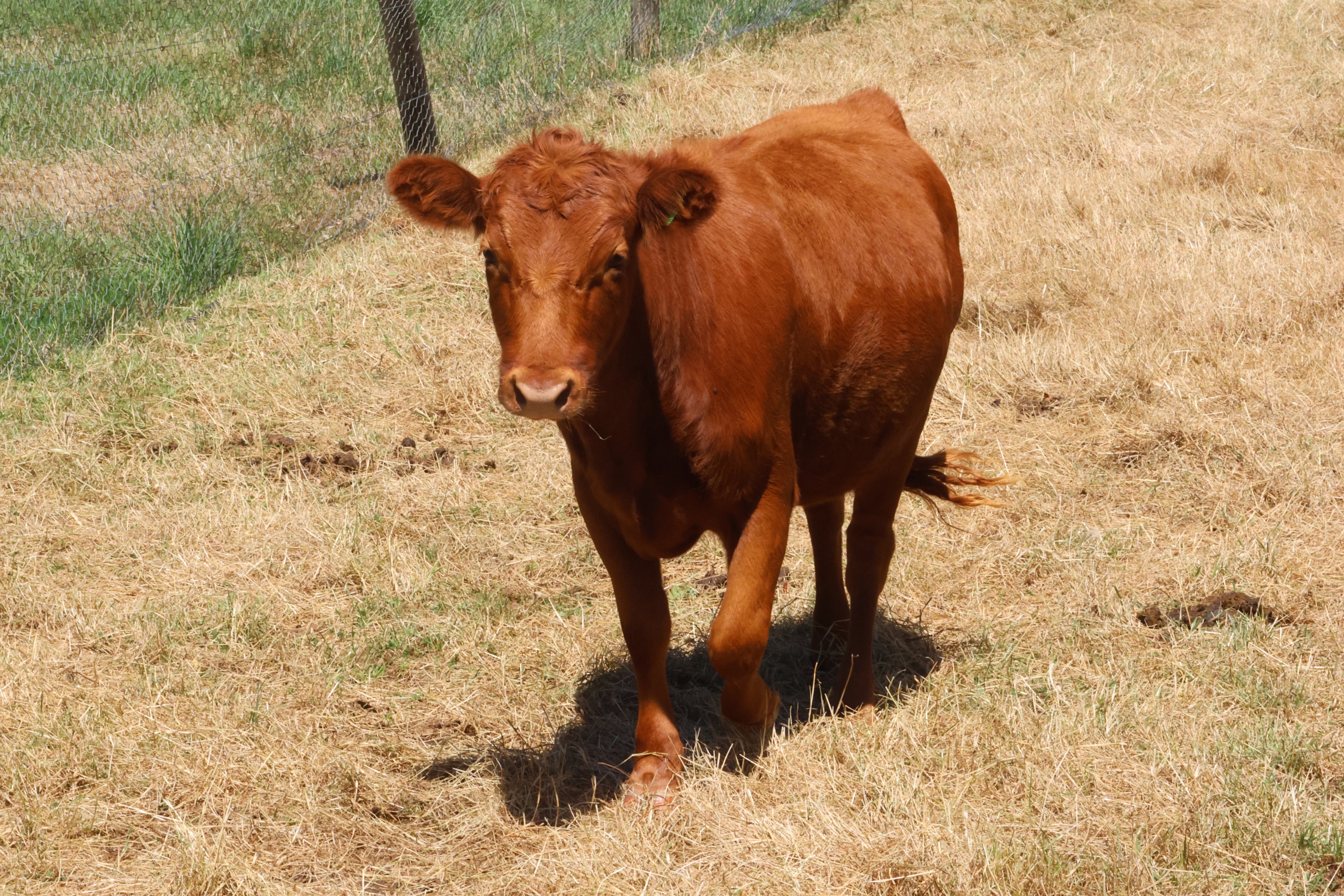Neat (Bos taurus), Bluebank Blueberry & Emu Farm