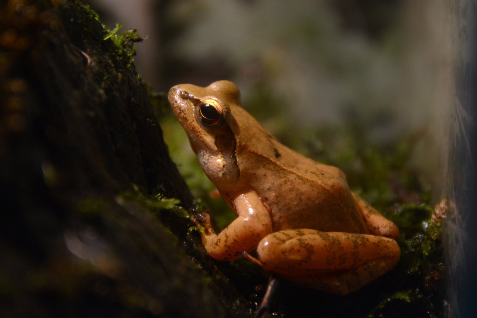 Neba's brown frog (Rana neba)