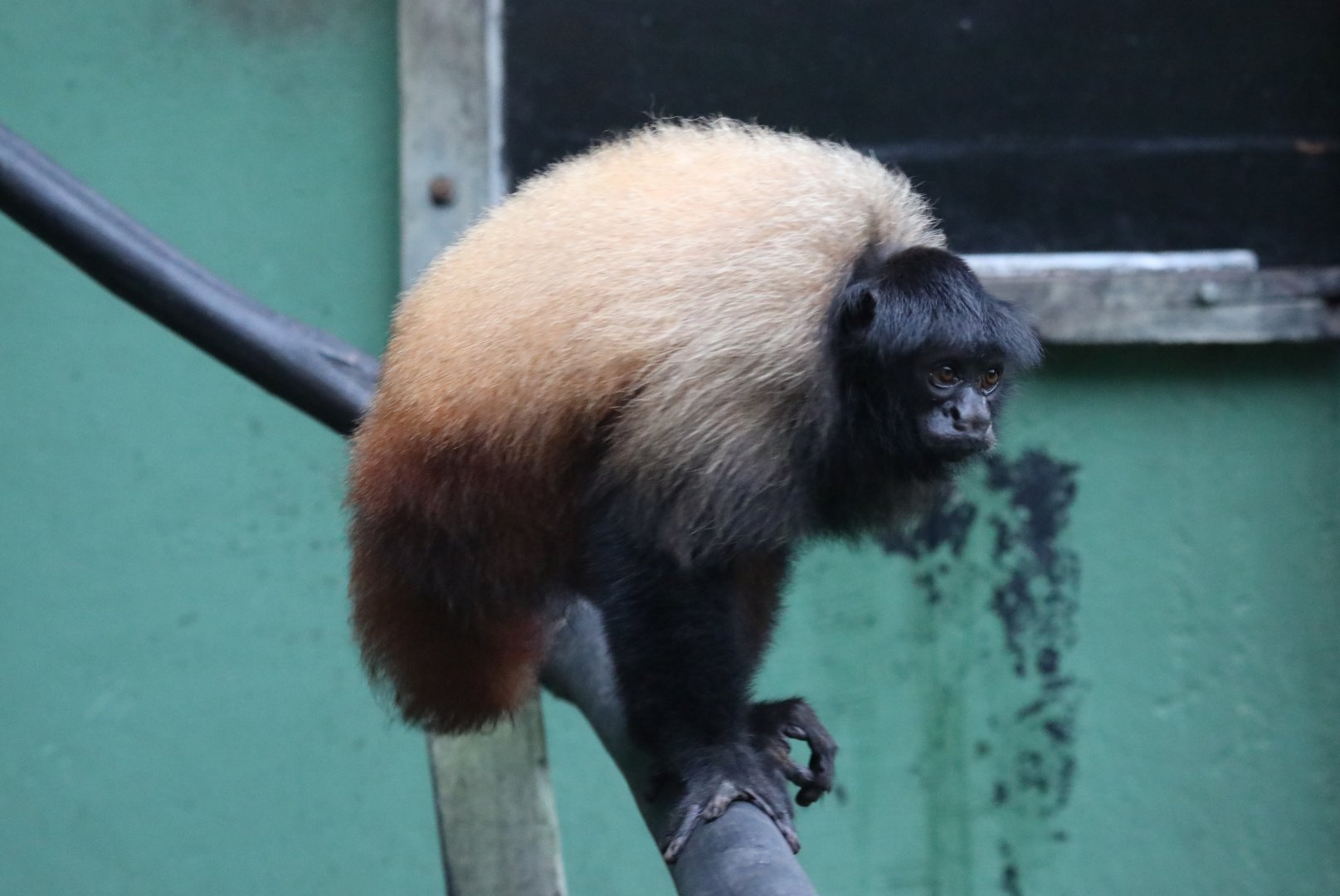 Neblina uakari (Cacajao hosomi)