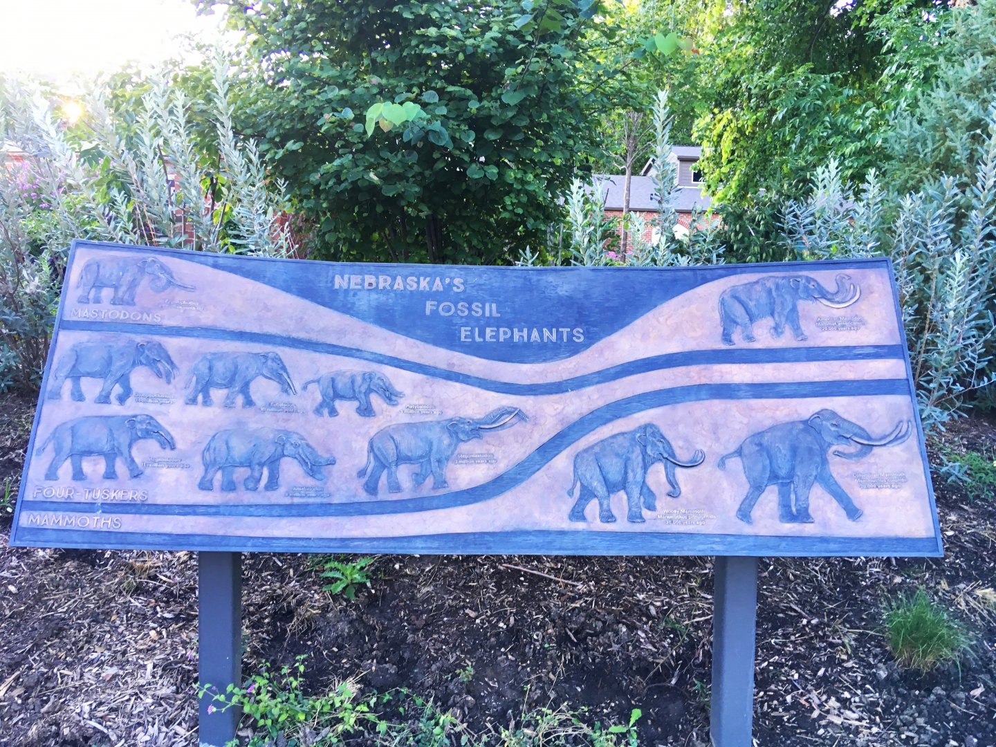 Nebraska's Fossil Elephants