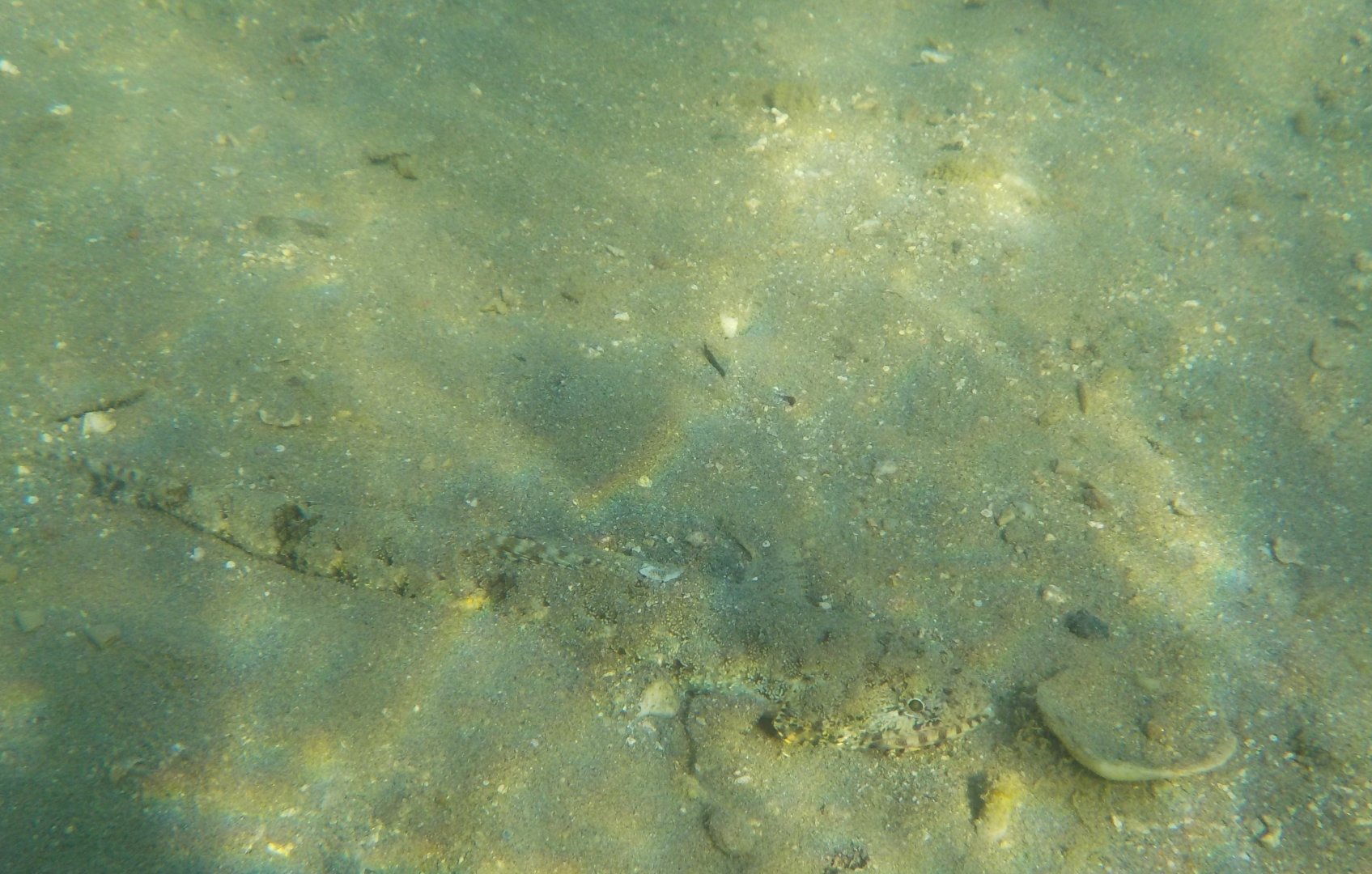 Nebulous lizardfish - Saurida nebulosa