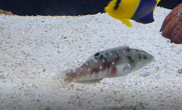 Nebulous wrasse - Halichoeres nebulosus