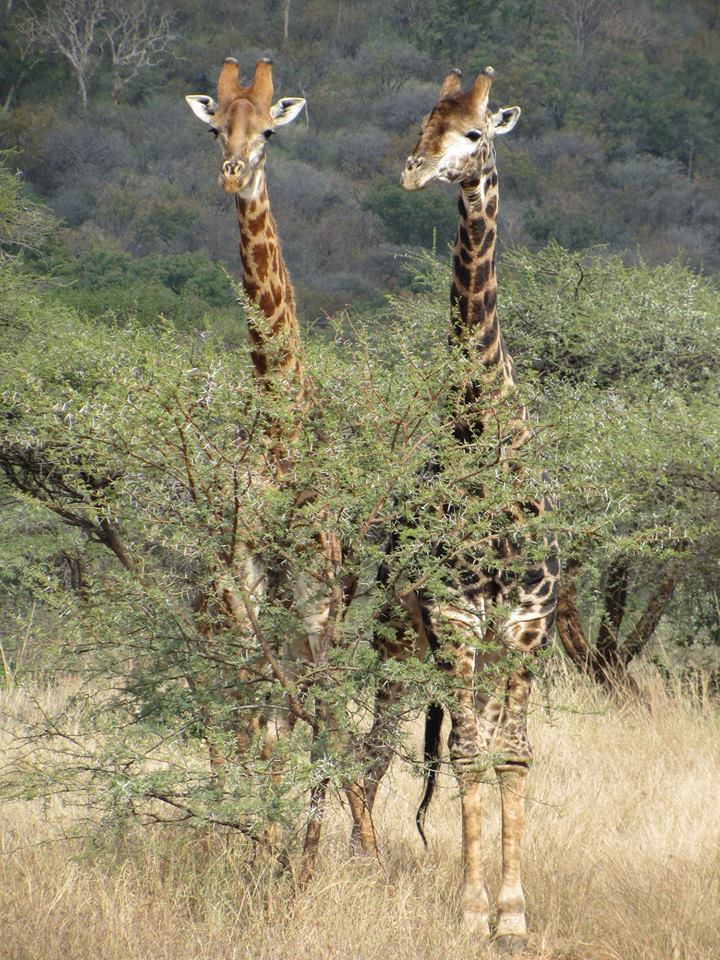 Necking Giants: Part I