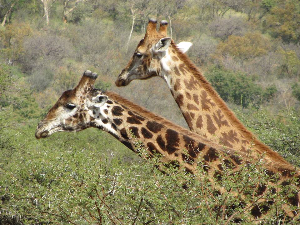 Necking Giants: Part II