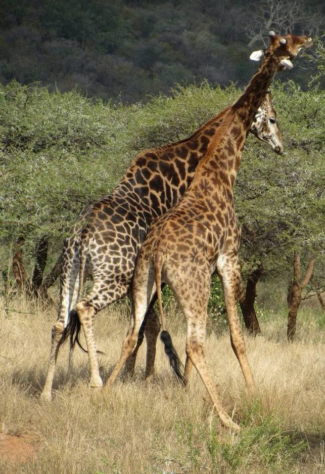 Necking Giants: Part III