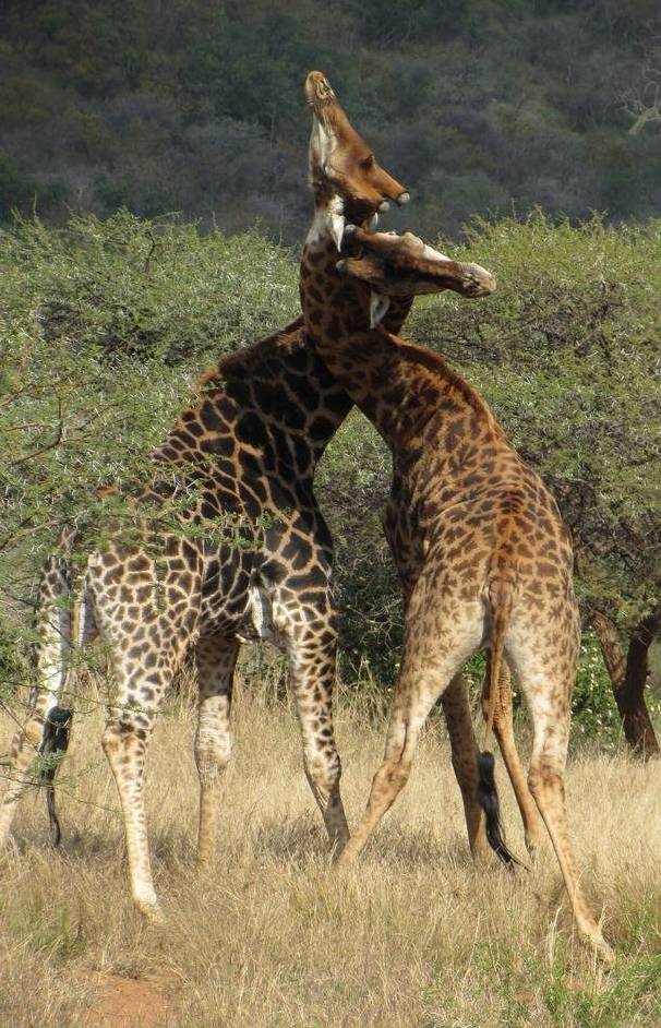 Necking Giants: Part IV